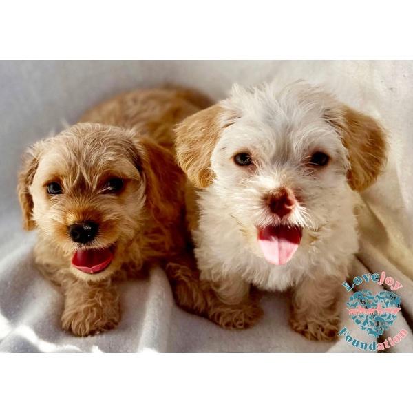 Honey Litter, Adopted, Puppy Male Chihuahua & Terrier.