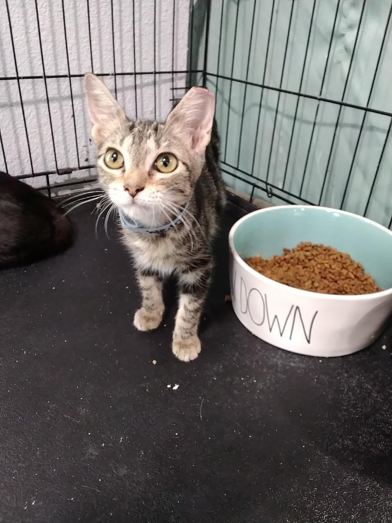 Enlarge Wednesday, a Adoptable mixed breed in Richland Hills, TX image 1/1