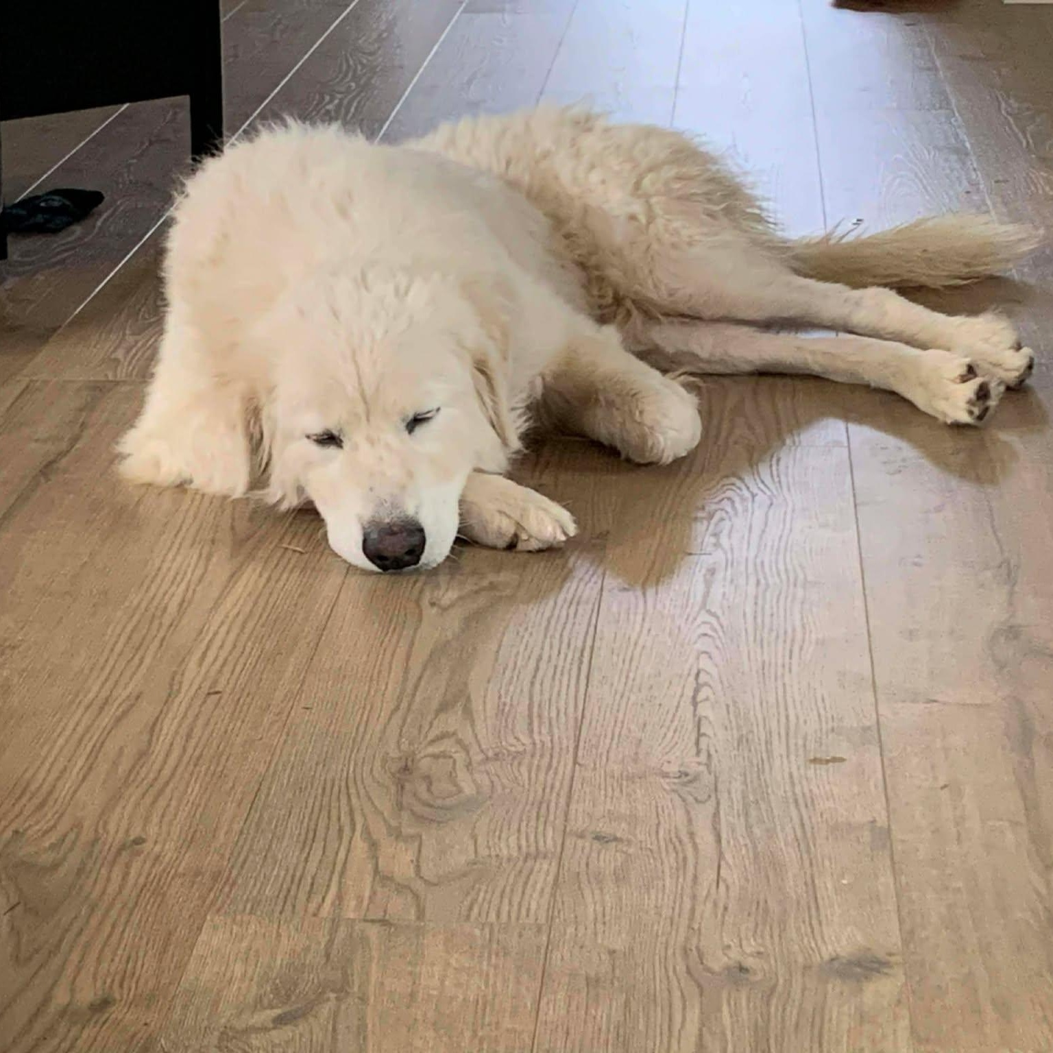 Enlarge Peaches, a Adoptable Great Pyrenees in Wando, SC image 4/6