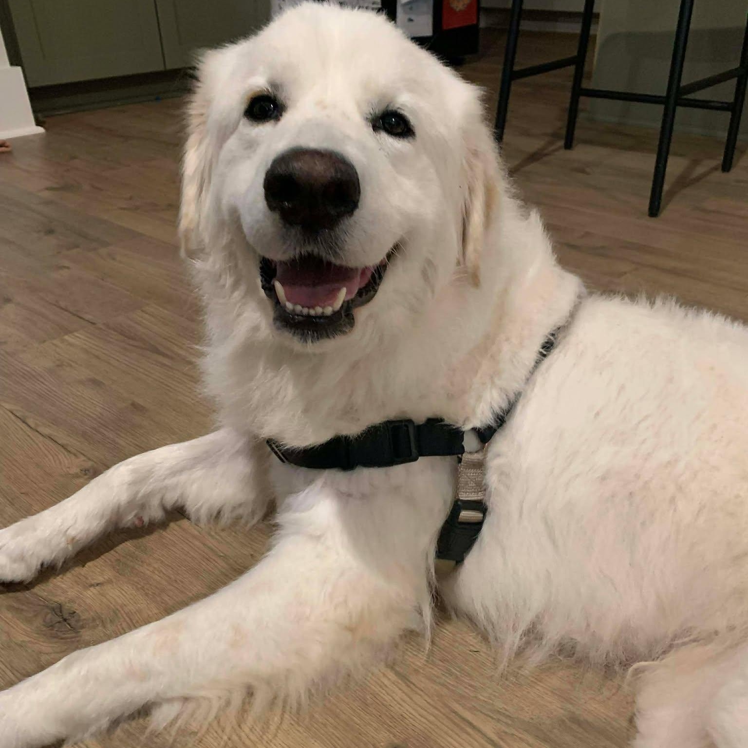 Enlarge Peaches, a Adoptable Great Pyrenees in Wando, SC image 5/6