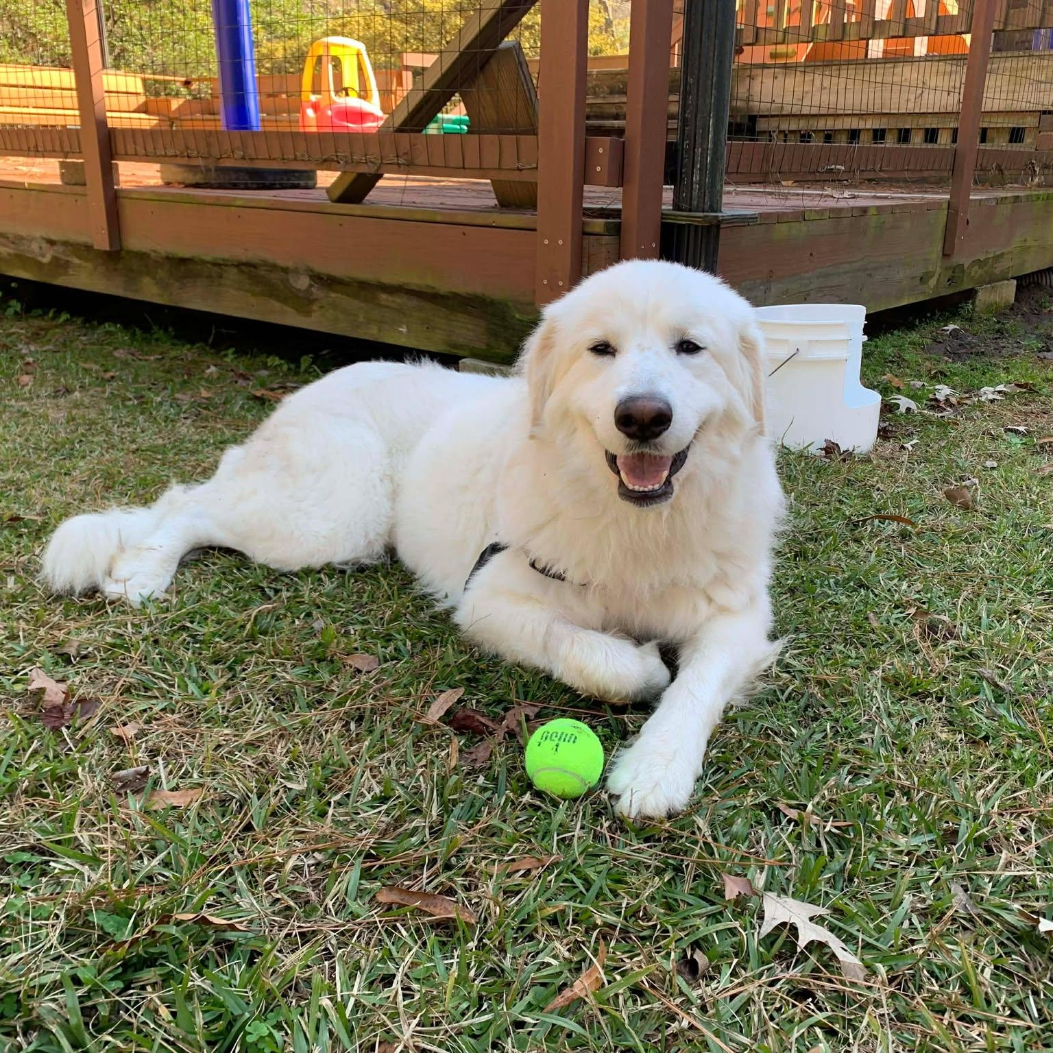 Enlarge Peaches, a Adoptable Great Pyrenees in Wando, SC image 1/6