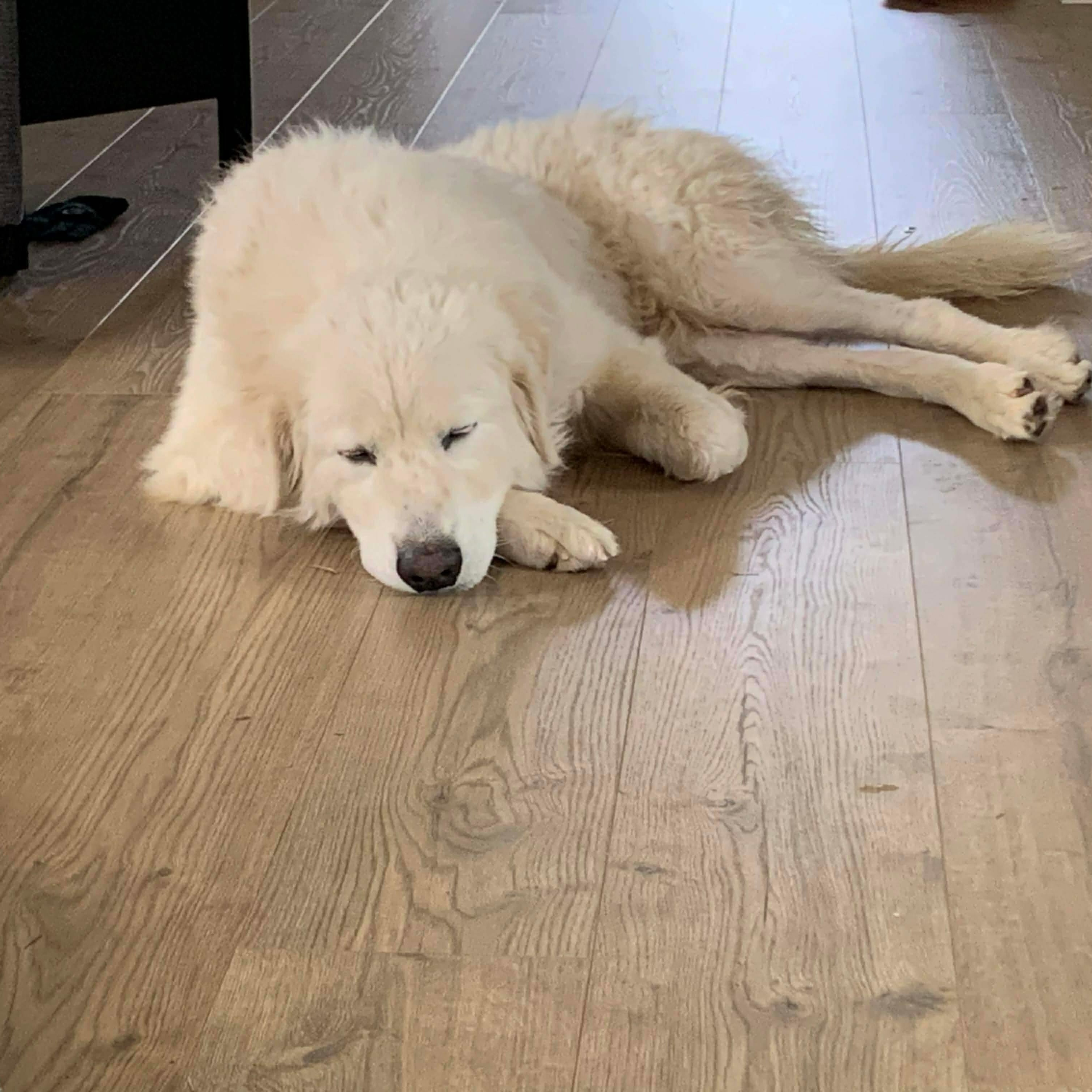 Enlarge Peaches, a Adoptable Great Pyrenees in Wando, SC image 2/2