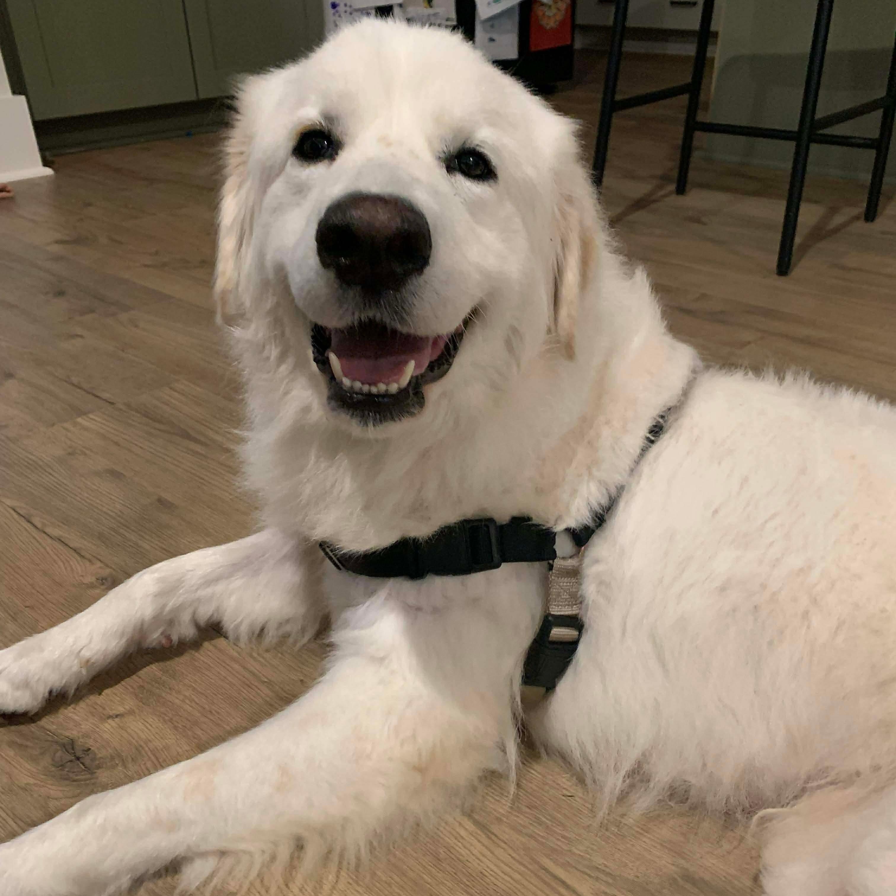Enlarge Peaches, a Adoptable Great Pyrenees in Wando, SC image 1/2