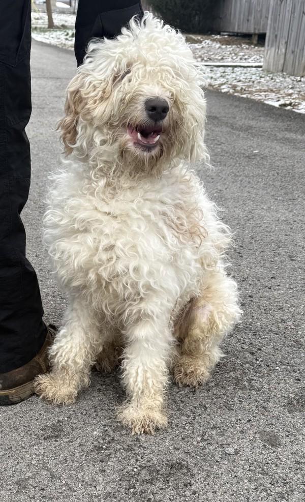 Dodge, Adoptable, Adult Male Labradoodle.