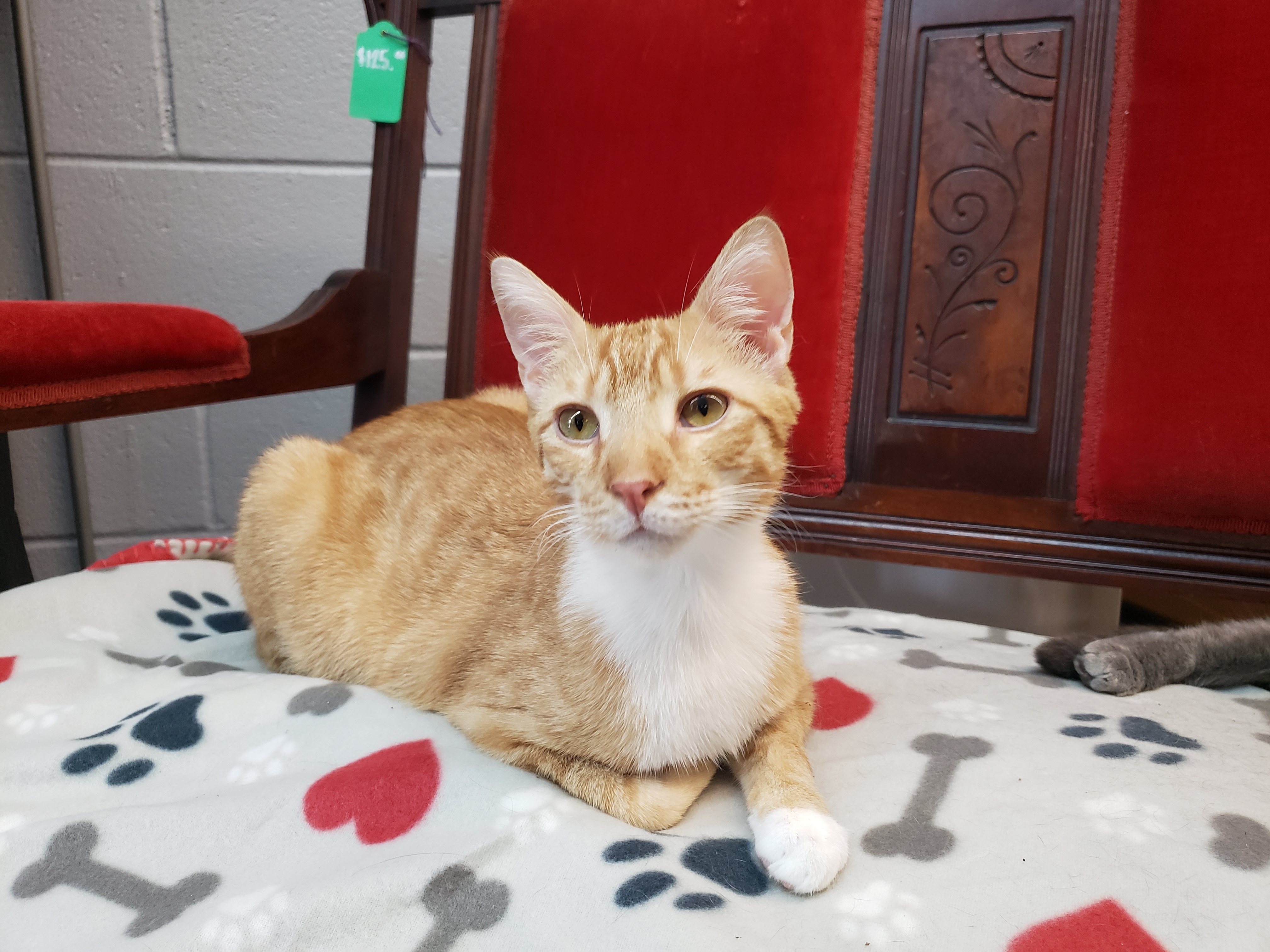 Jasper, a Adoptable Domestic Short Hair in Camden, TN image 3/6