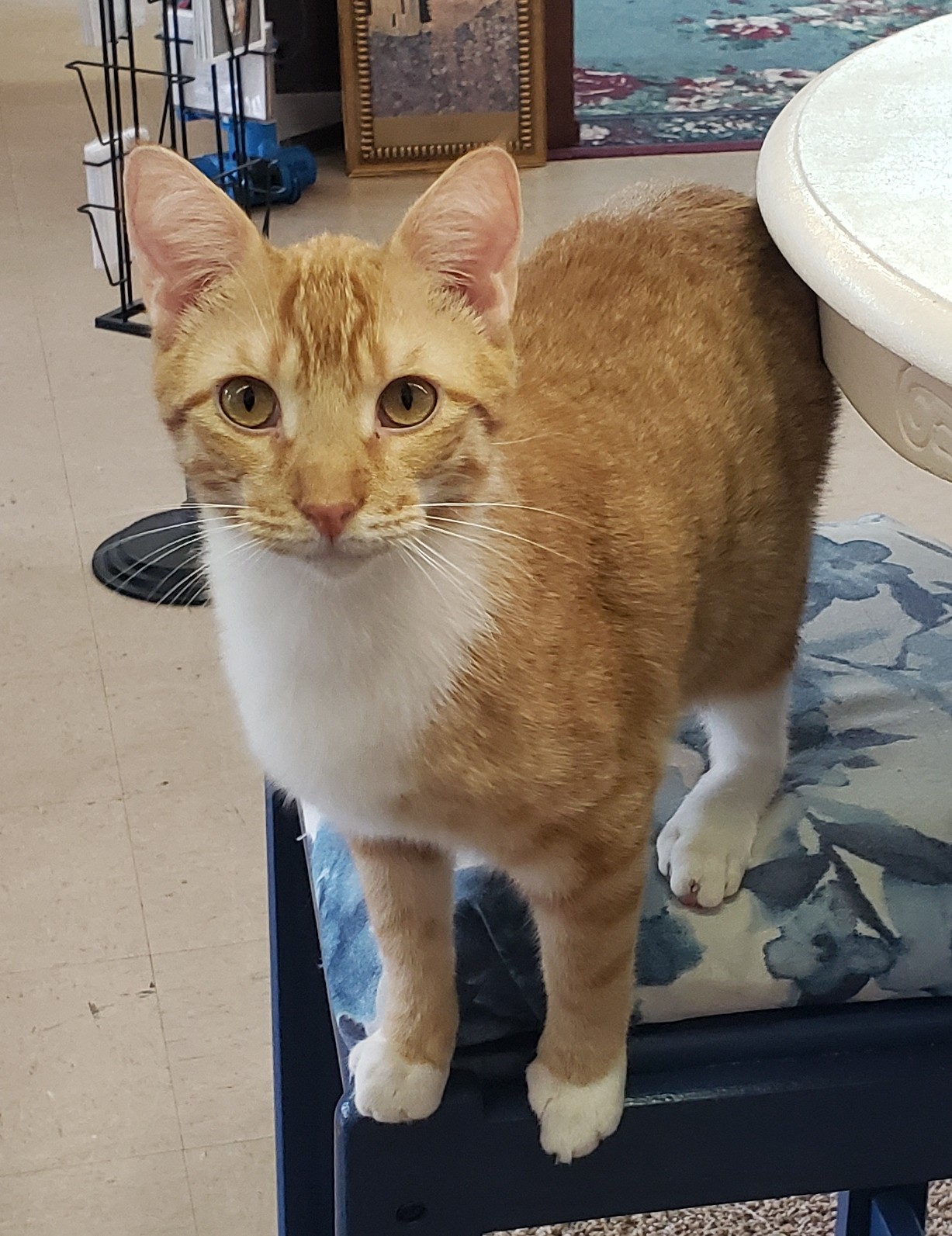 Jasper, a Adoptable Domestic Short Hair in Camden, TN image 1/6