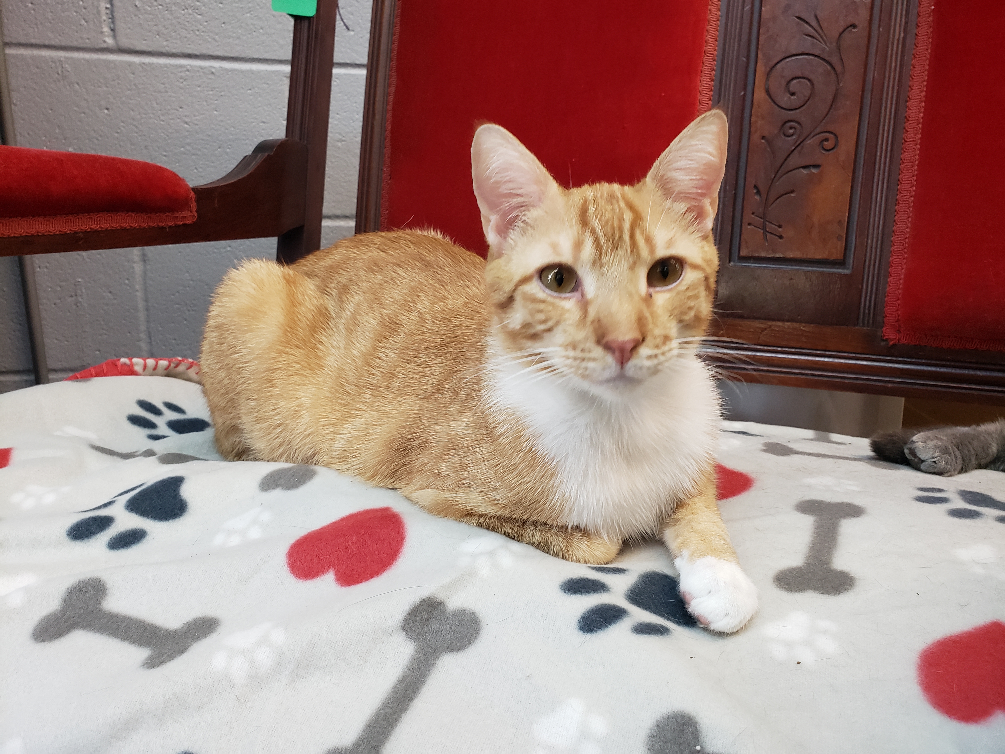 Jasper, a Adoptable Domestic Short Hair in Camden, TN image 4/6