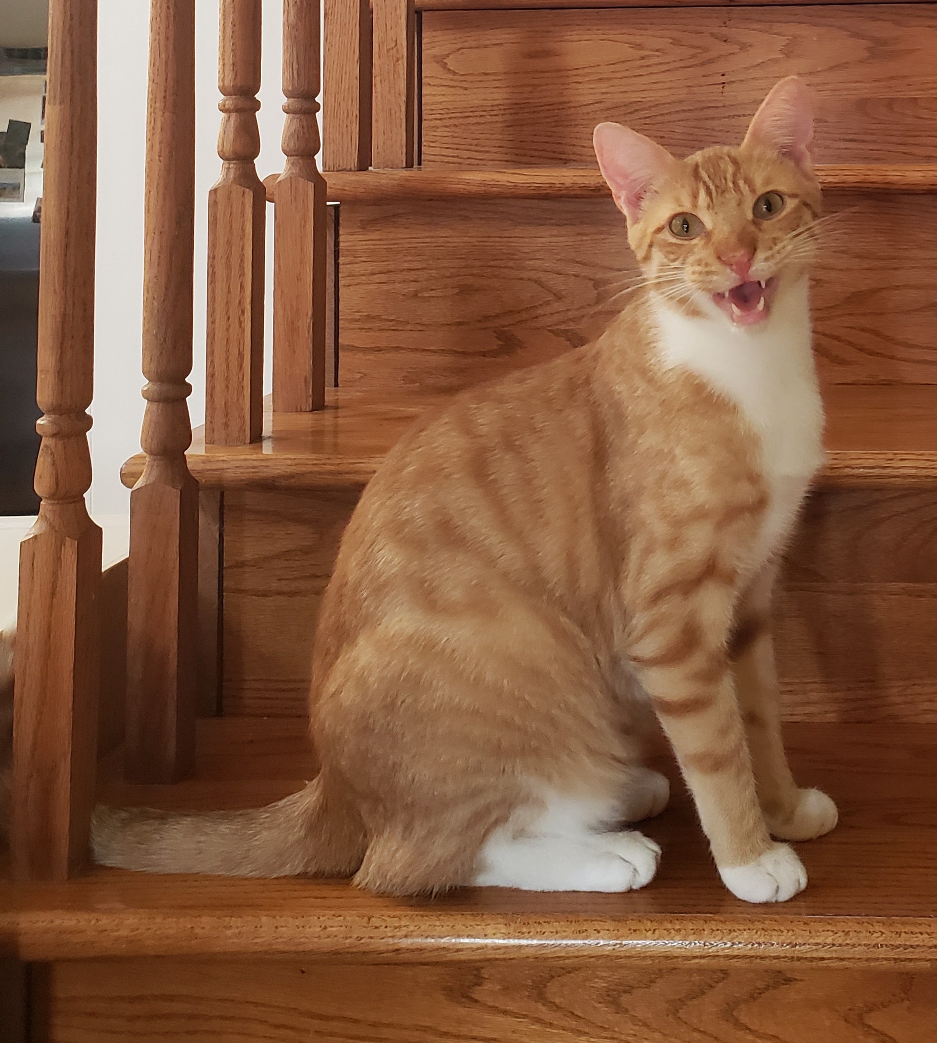 Jasper, a Adoptable Domestic Short Hair in Camden, TN image 5/6
