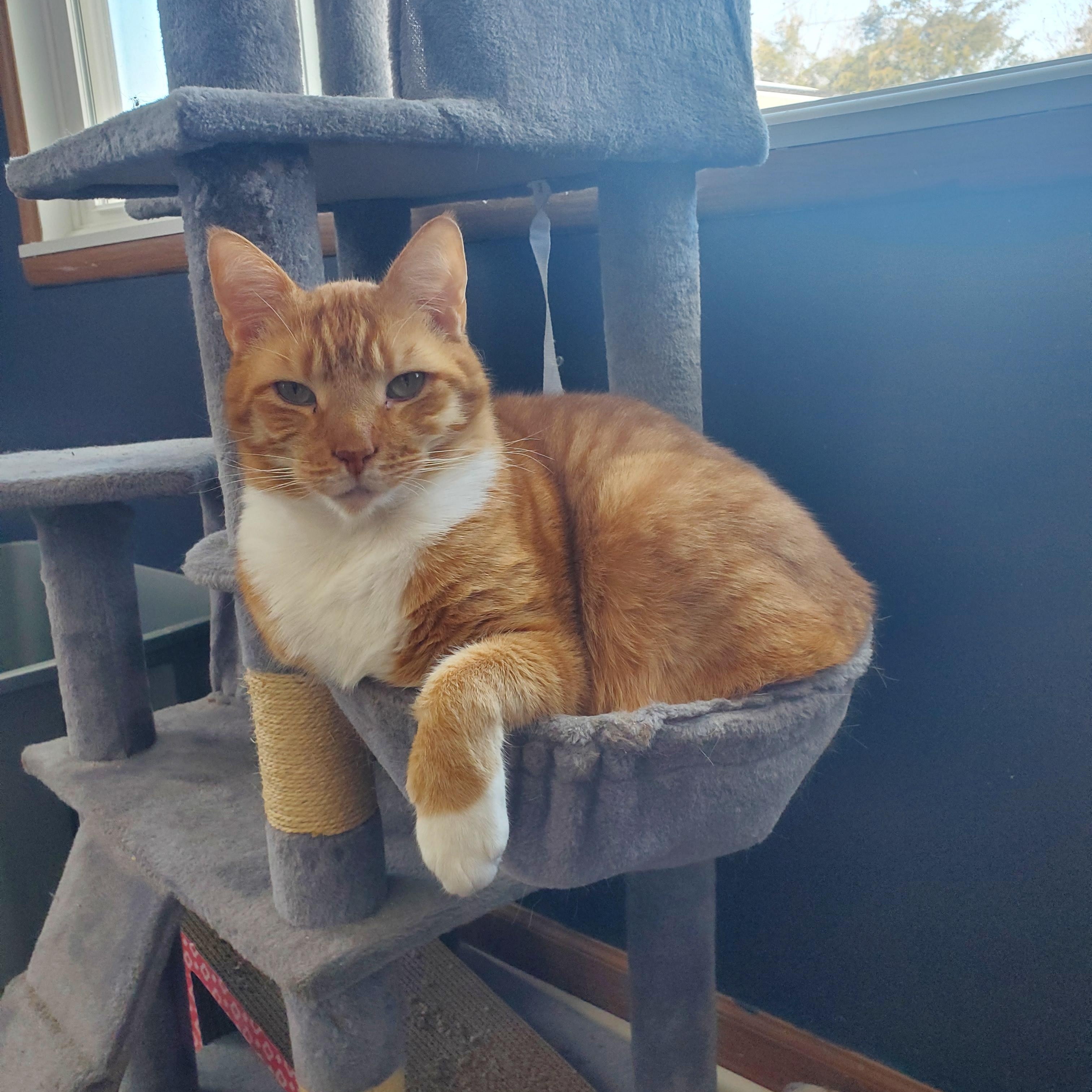 Jasper, a Adoptable Domestic Short Hair in Camden, TN image 6/6