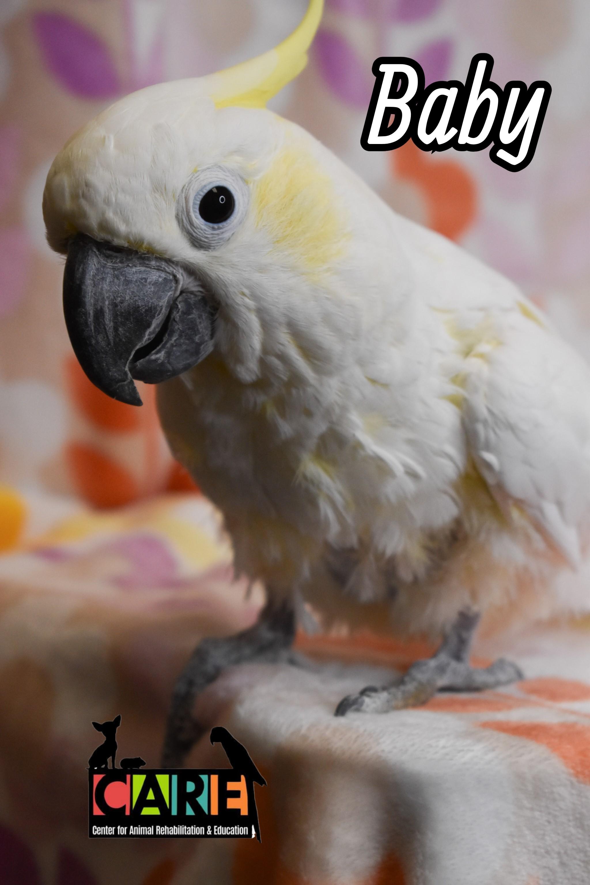 Enlarge Baby (Lesser Sulphur Crested Cockatoo), a Adoptable Cockatoo in Waukesha, WI image 2/6