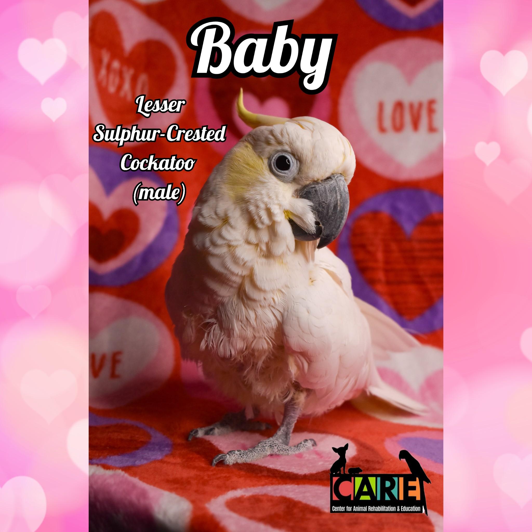 Enlarge Baby (Lesser Sulphur Crested Cockatoo), a Adoptable Cockatoo in Waukesha, WI image 4/6