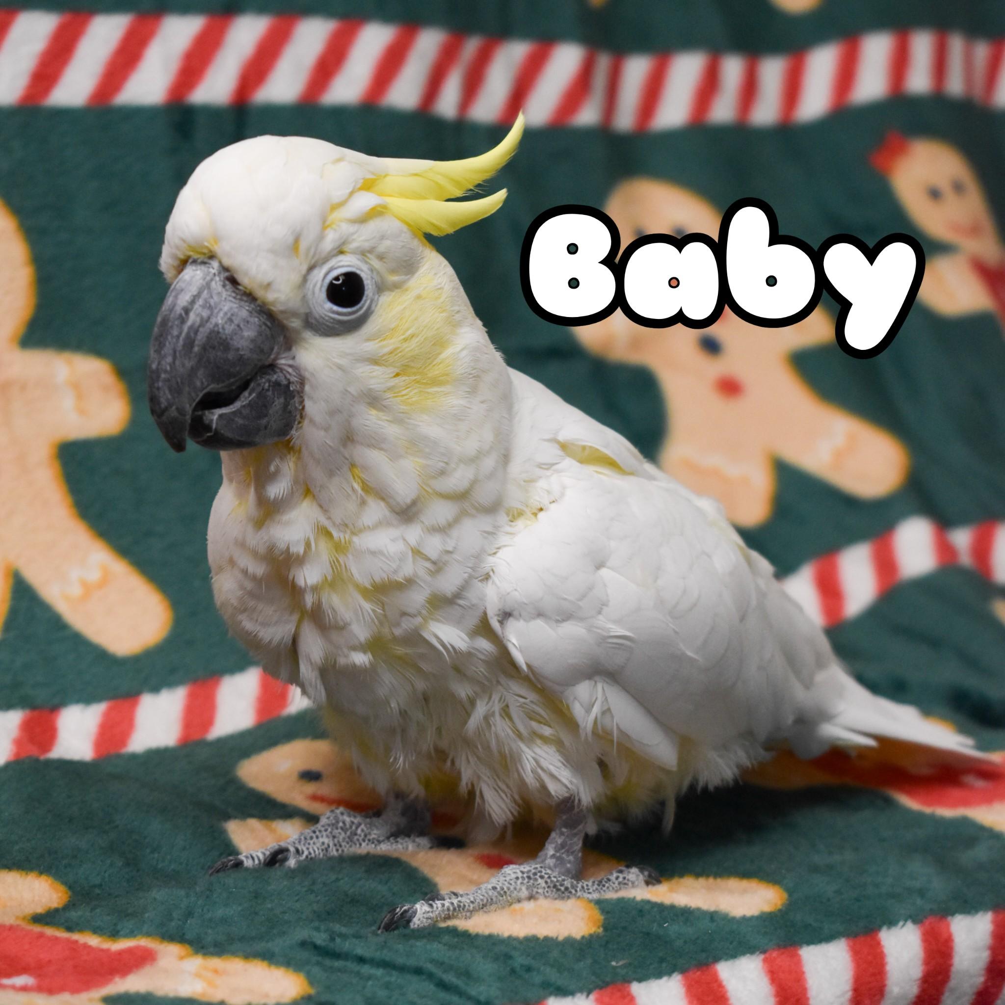 Enlarge Baby (Lesser Sulphur Crested Cockatoo), a Adoptable Cockatoo in Waukesha, WI image 1/6