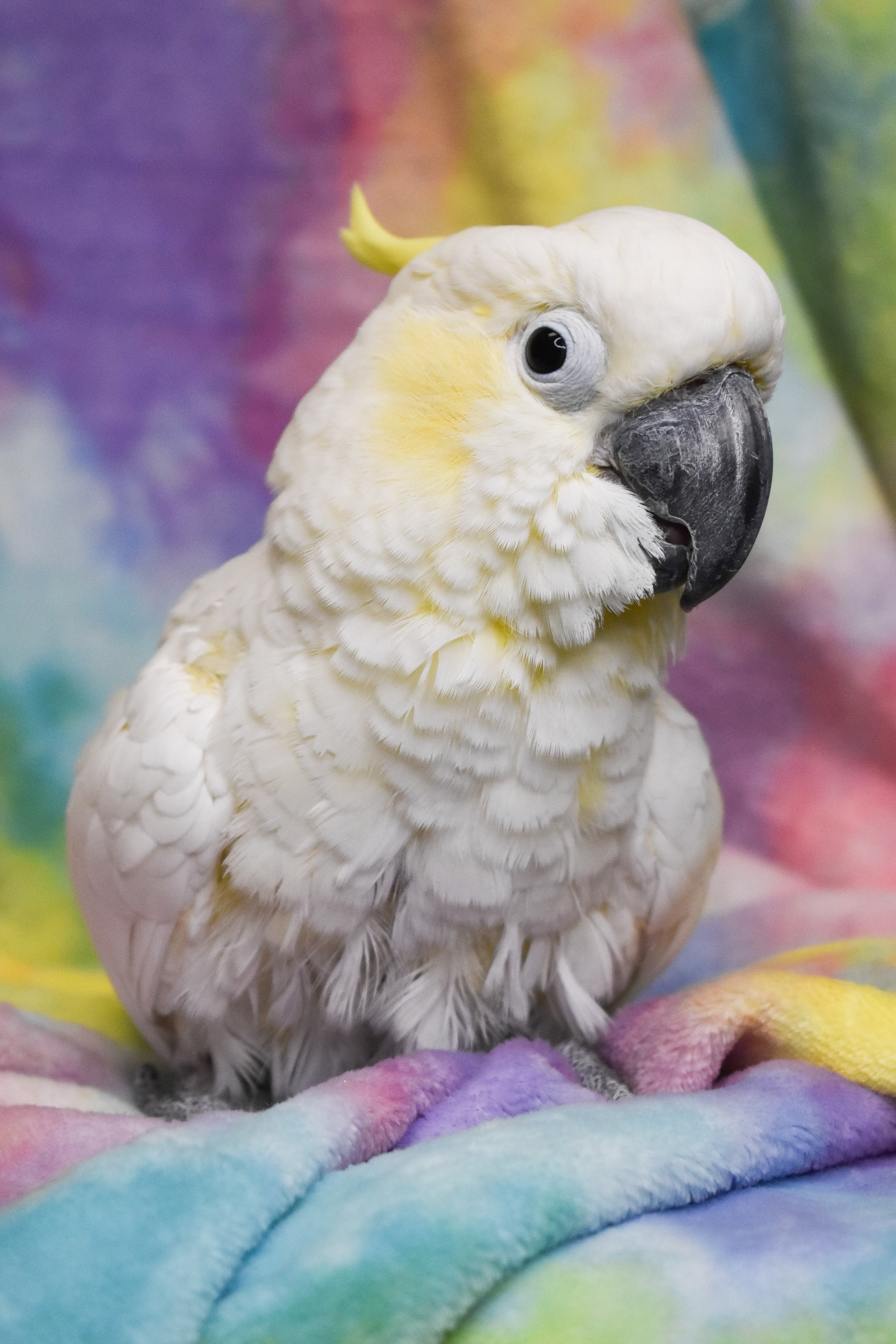 Baby (Lesser Sulphur Crested Cockatoo), Adoptable, Adult Male Cockatoo.