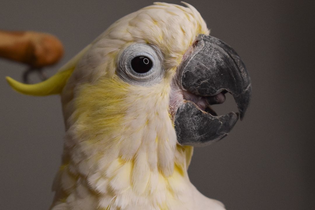 Enlarge Baby (Lesser Sulphur Crested Cockatoo), a Adoptable Cockatoo in Waukesha, WI image 6/6
