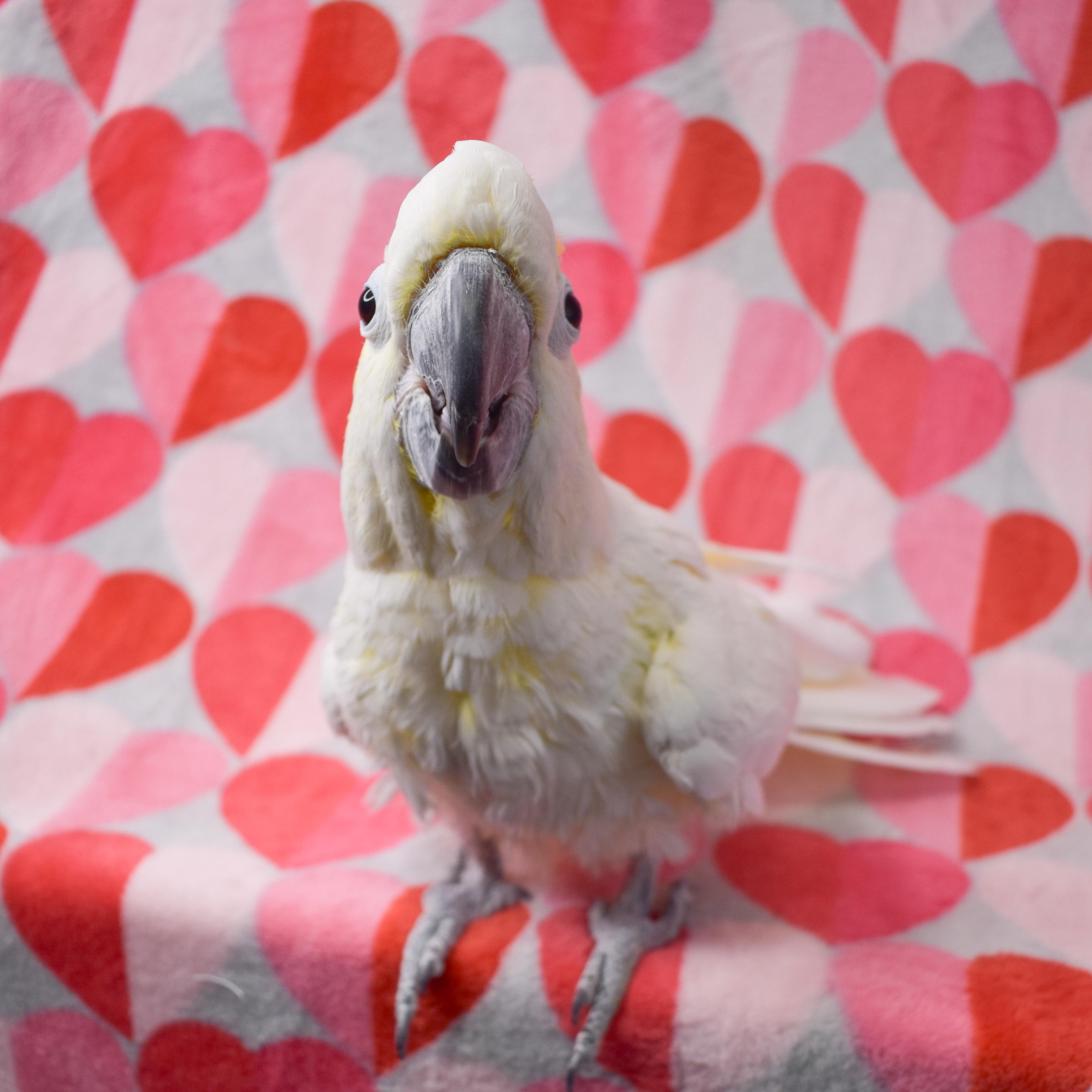 Baby (Lesser Sulphur Crested Cockatoo), Adoptable, Adult Male Cockatoo.
