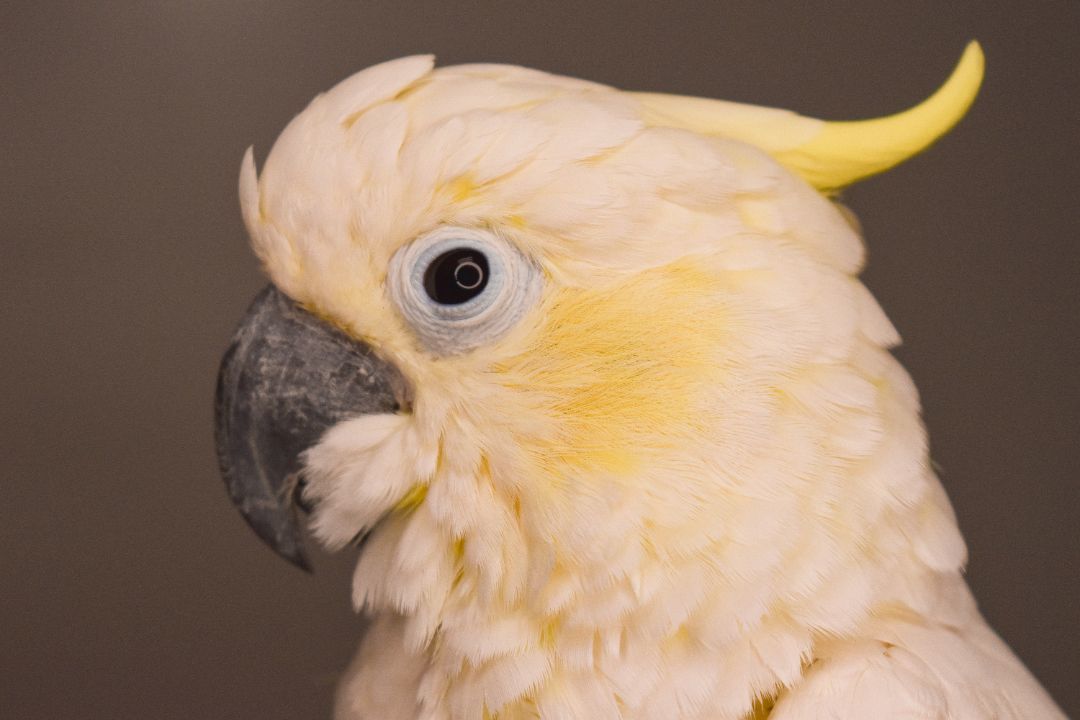 Enlarge Baby (Lesser Sulphur Crested Cockatoo), a Adoptable Cockatoo in Waukesha, WI image 5/6