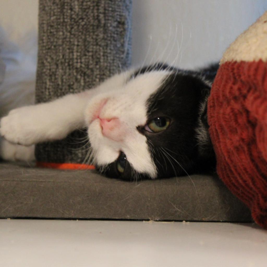 Magellan, Adoptable, Adult Female Domestic Short Hair.