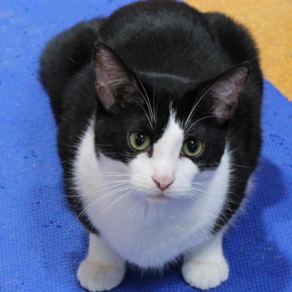 Enlarge Magellan, a Adoptable Domestic Short Hair in Defiance, OH image 2/6