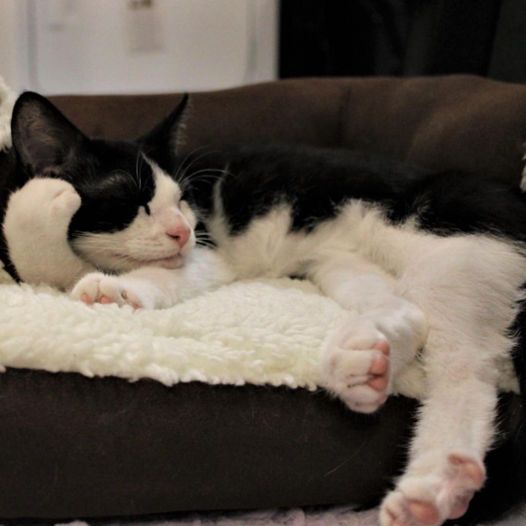 Enlarge Magellan, a Adoptable Domestic Short Hair in Defiance, OH image 3/6