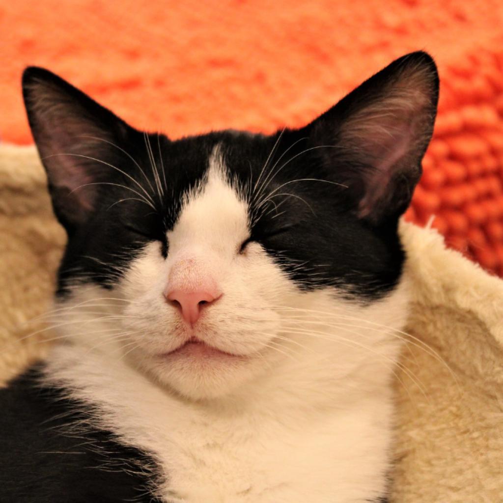 Enlarge Magellan, a Adoptable Domestic Short Hair in Defiance, OH image 4/6