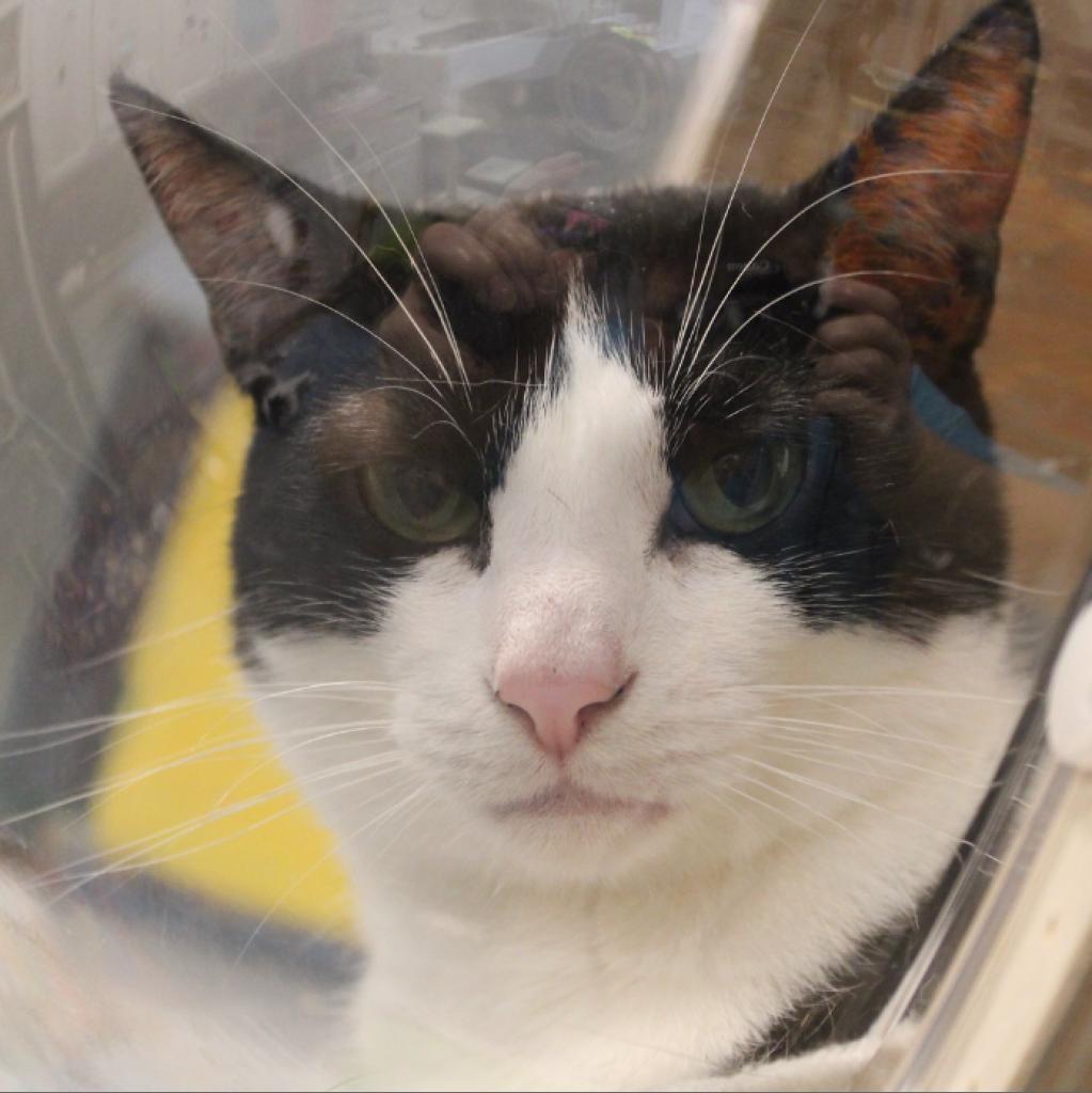 Enlarge Magellan, a Adoptable Domestic Short Hair in Defiance, OH image 5/6