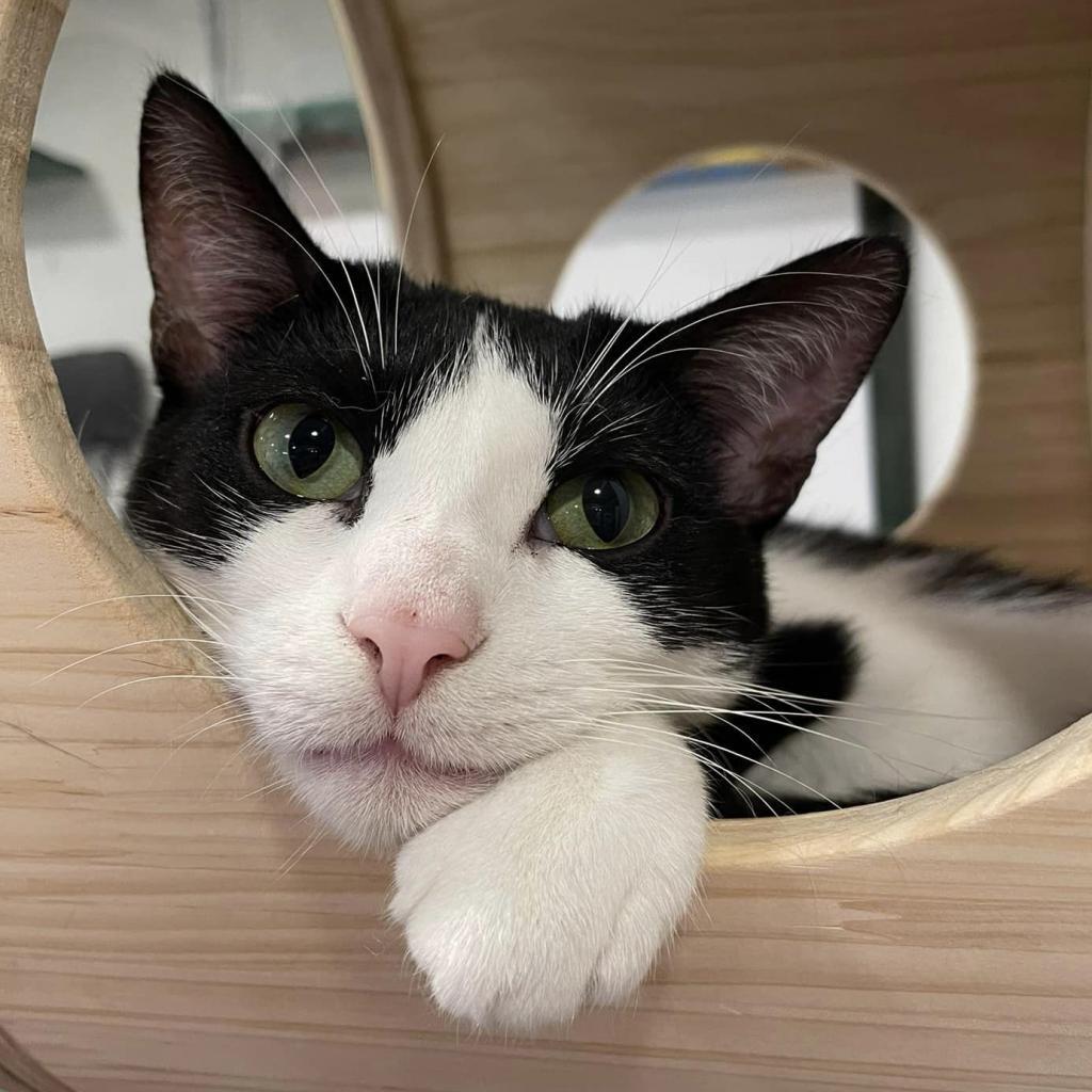 Enlarge Magellan, a Adoptable Domestic Short Hair in Defiance, OH image 6/6