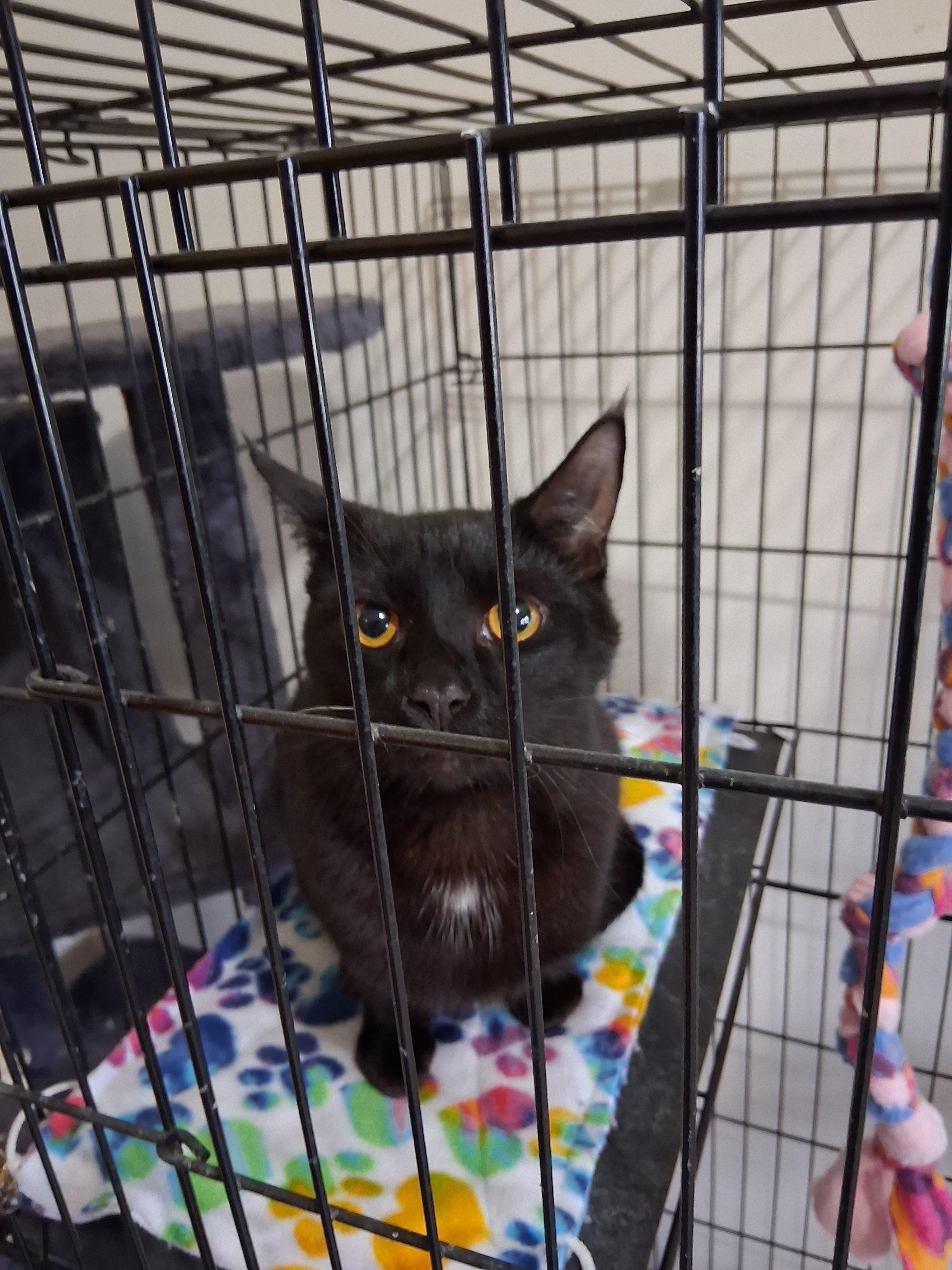 Enlarge Catstello, a Adoptable mixed breed in Lynchburg, TN image 1/1