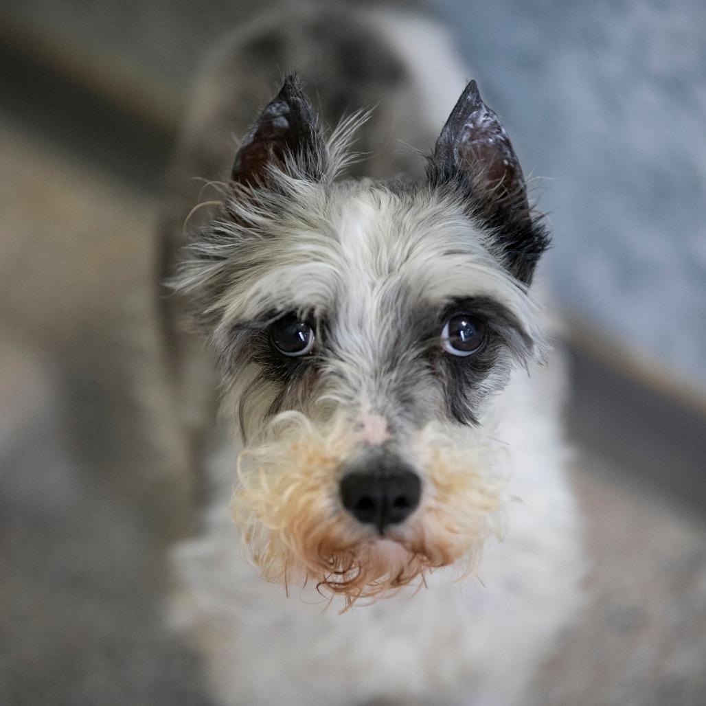 PB (AP26-138), a Adoptable Miniature Schnauzer in Peyton, CO image 1/6