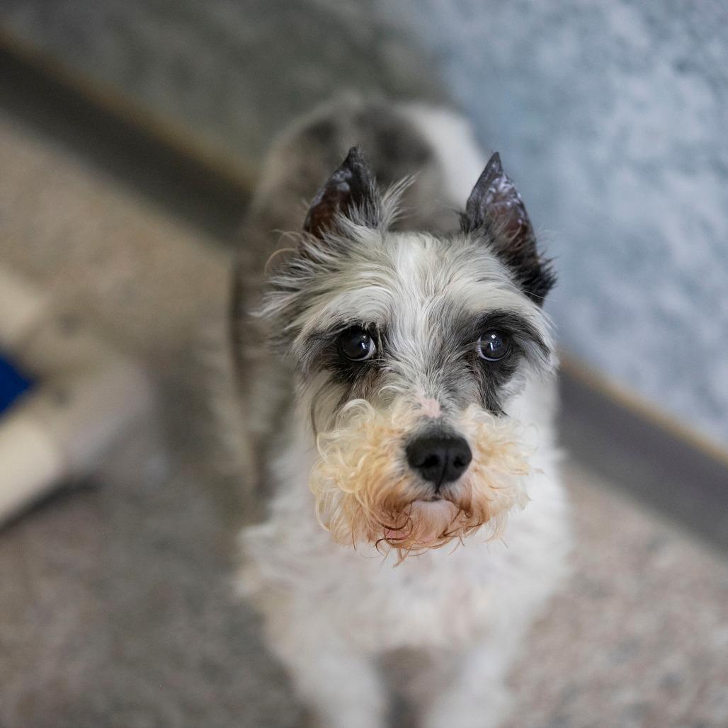 PB (AP26-138), a Adoptable Miniature Schnauzer in Peyton, CO image 2/6