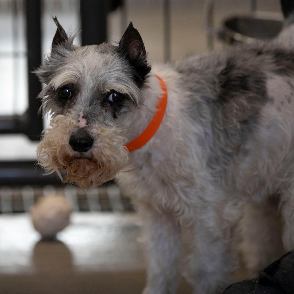 PB (AP26-138), a Adoptable Miniature Schnauzer in Peyton, CO image 3/6