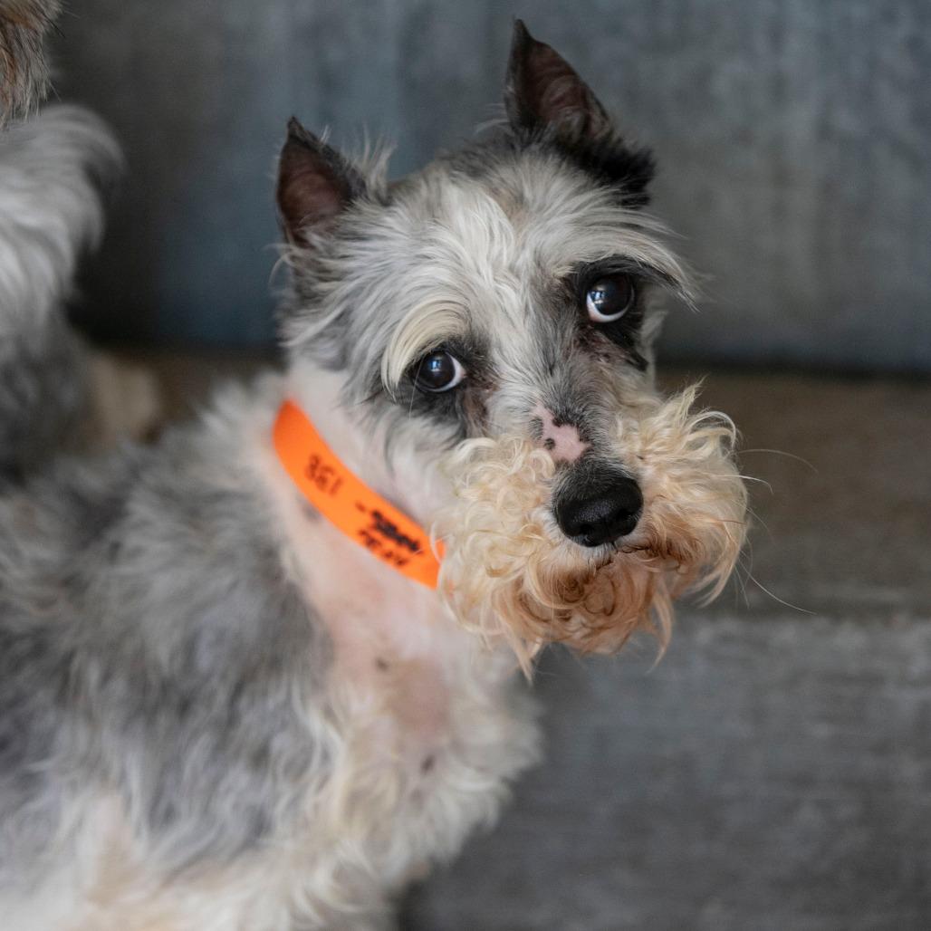 PB (AP26-138), a Adoptable Miniature Schnauzer in Peyton, CO image 4/6
