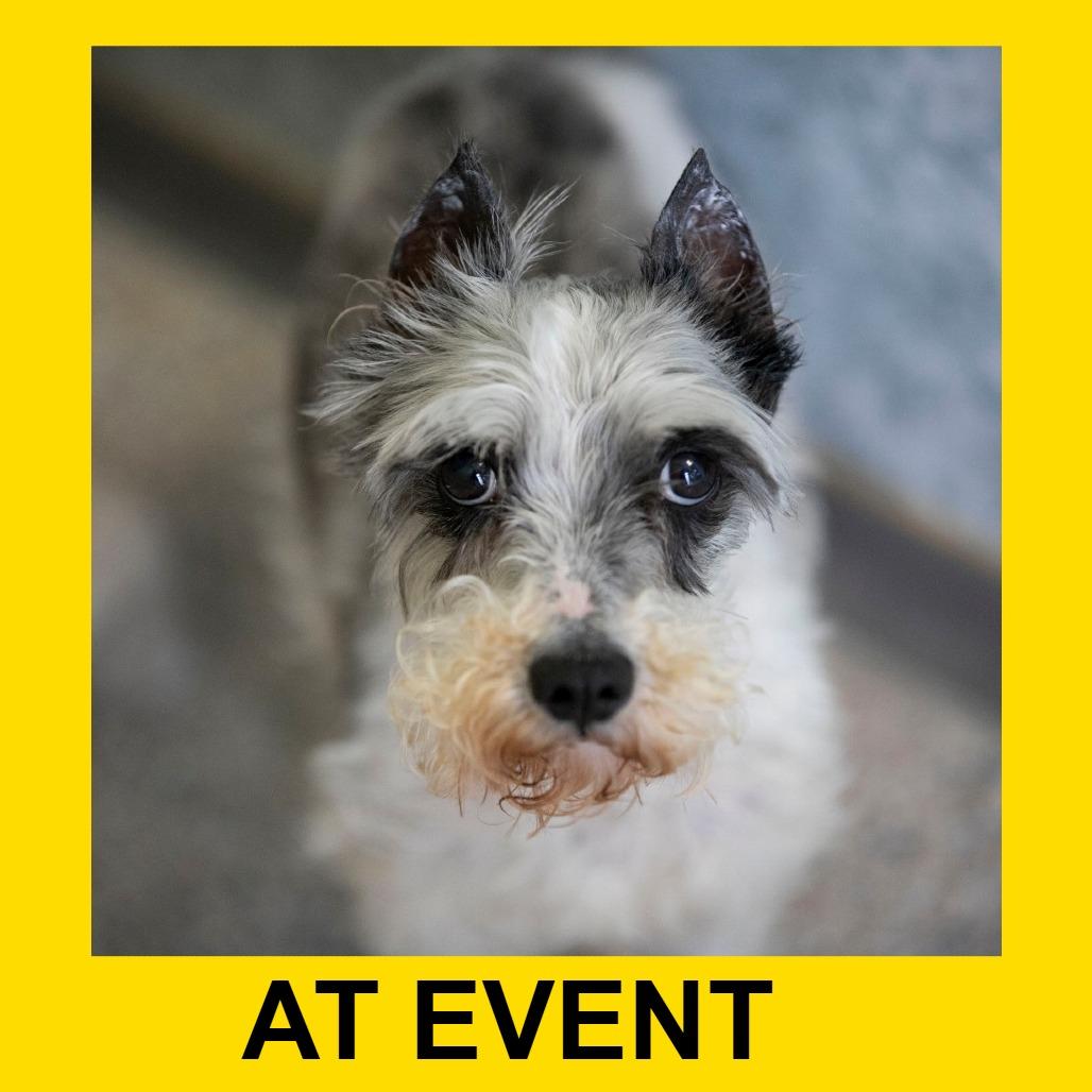 PB (AP26-138), a Adoptable Miniature Schnauzer in Peyton, CO image 5/6