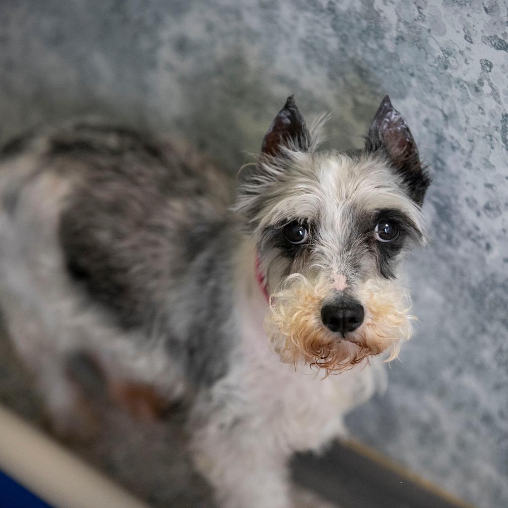 PB (AP26-138), a Adoptable Miniature Schnauzer in Peyton, CO image 6/6