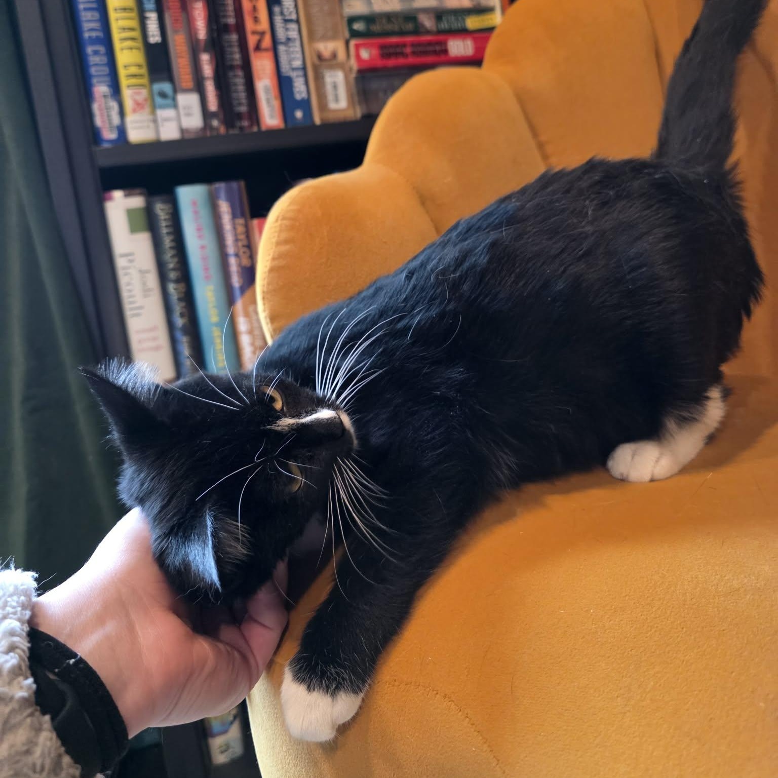 Iclyn, an adopted Tuxedo in Shippenville, PA image 4/5