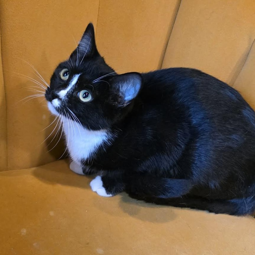 Iclyn, an adopted Tuxedo in Shippenville, PA image 3/5
