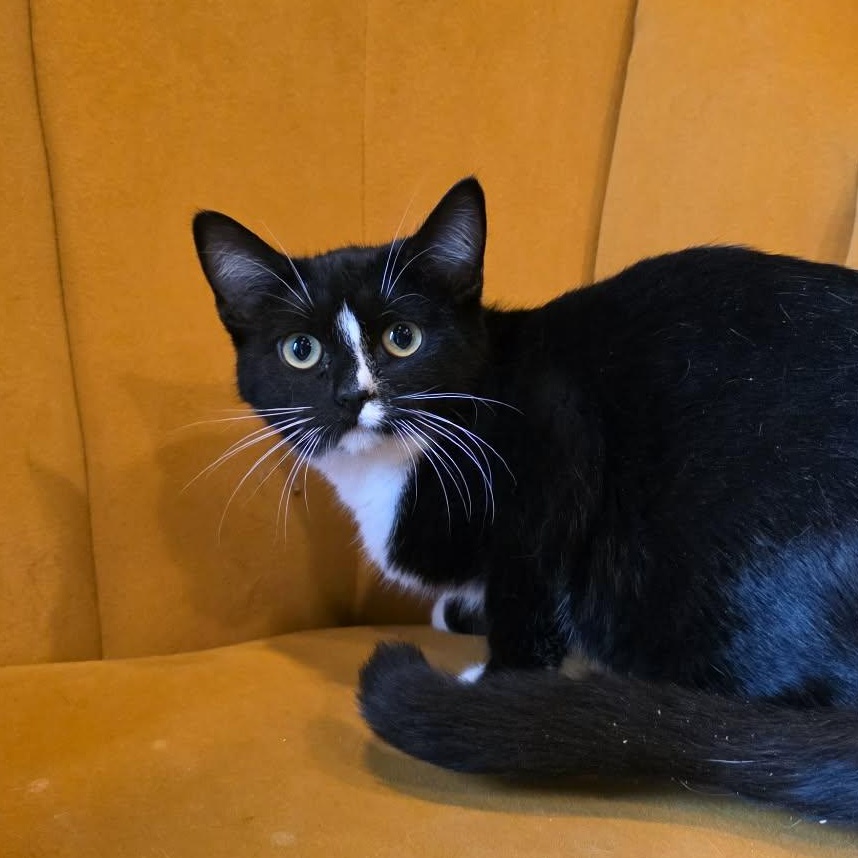 Iclyn, an adopted Tuxedo in Shippenville, PA image 5/5