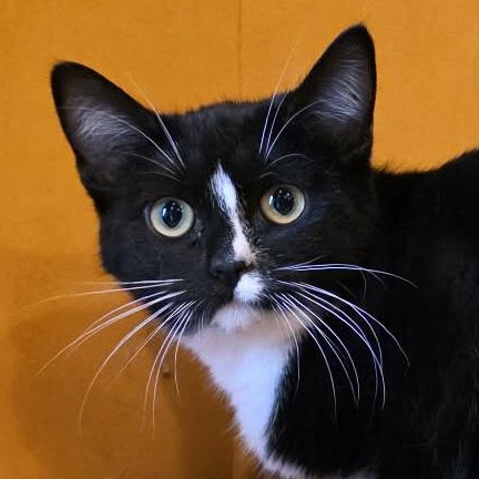 Iclyn, adopted, Kitten Female Tuxedo.