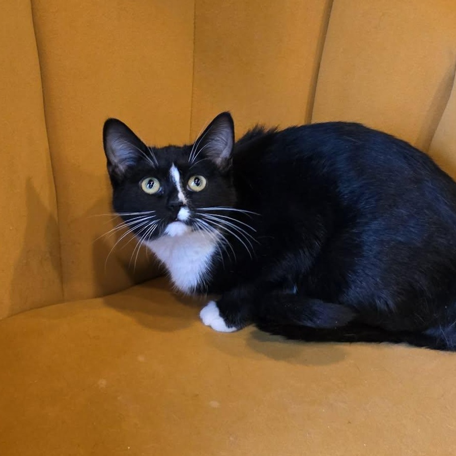 Iclyn, an adopted Tuxedo in Shippenville, PA image 2/5