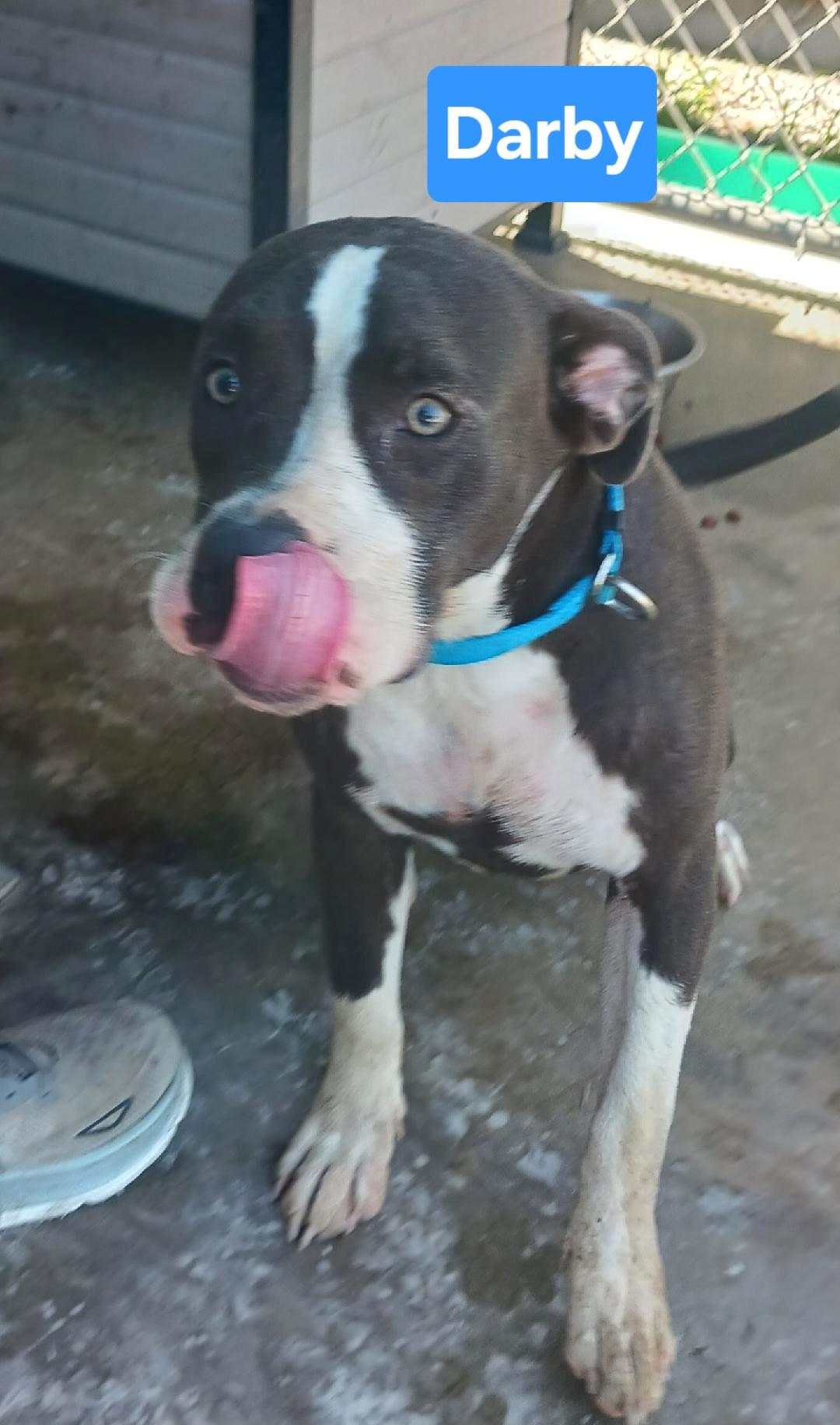 Darby, a Adoptable mixed breed in Clinton, MO image 2/2