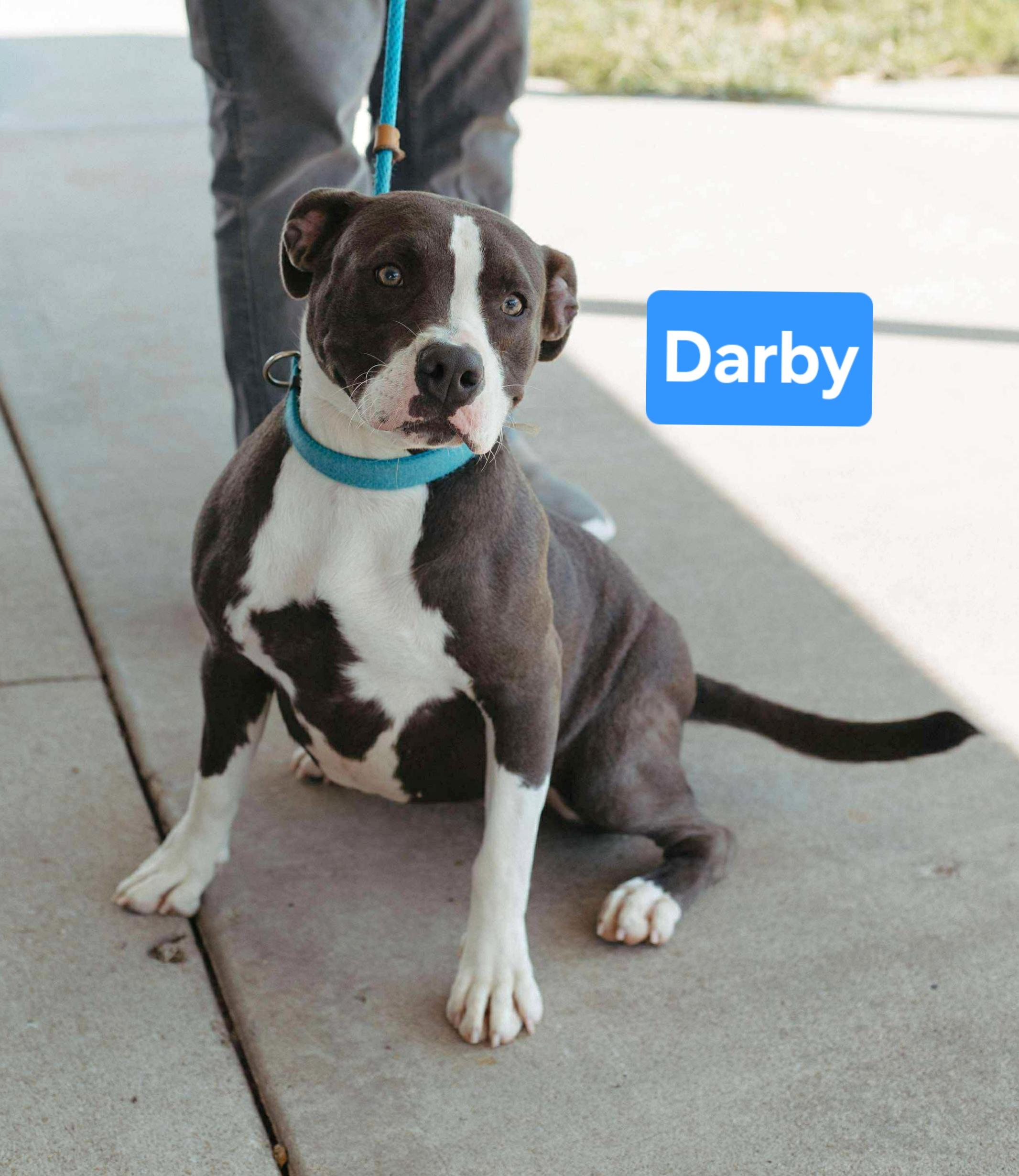 Darby, a Adoptable mixed breed in Clinton, MO image 1/2