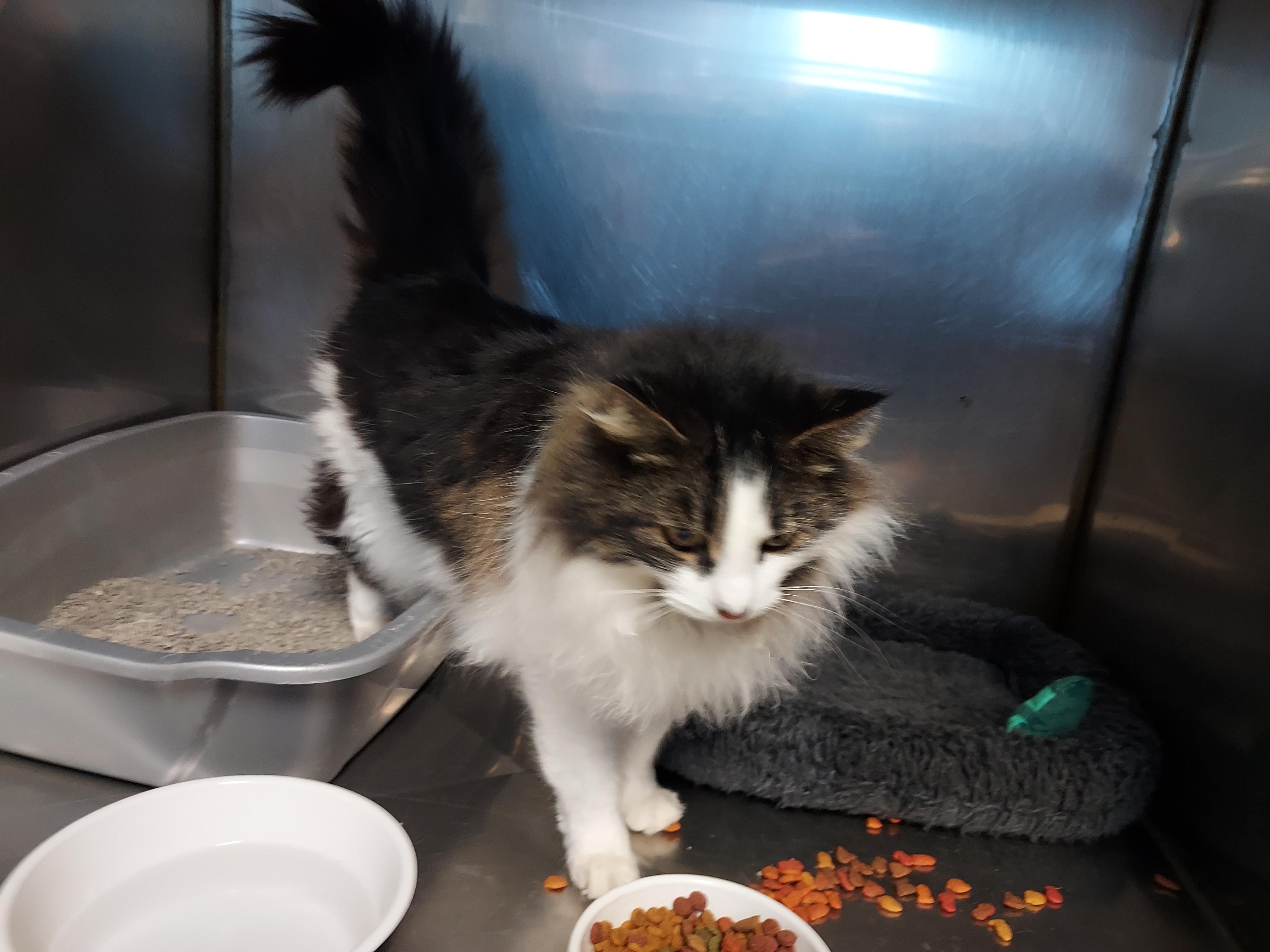 Enlarge MeMe at Luna Cat Cafe, an adopted Domestic Long Hair in Ellicott City, MD image 2/3