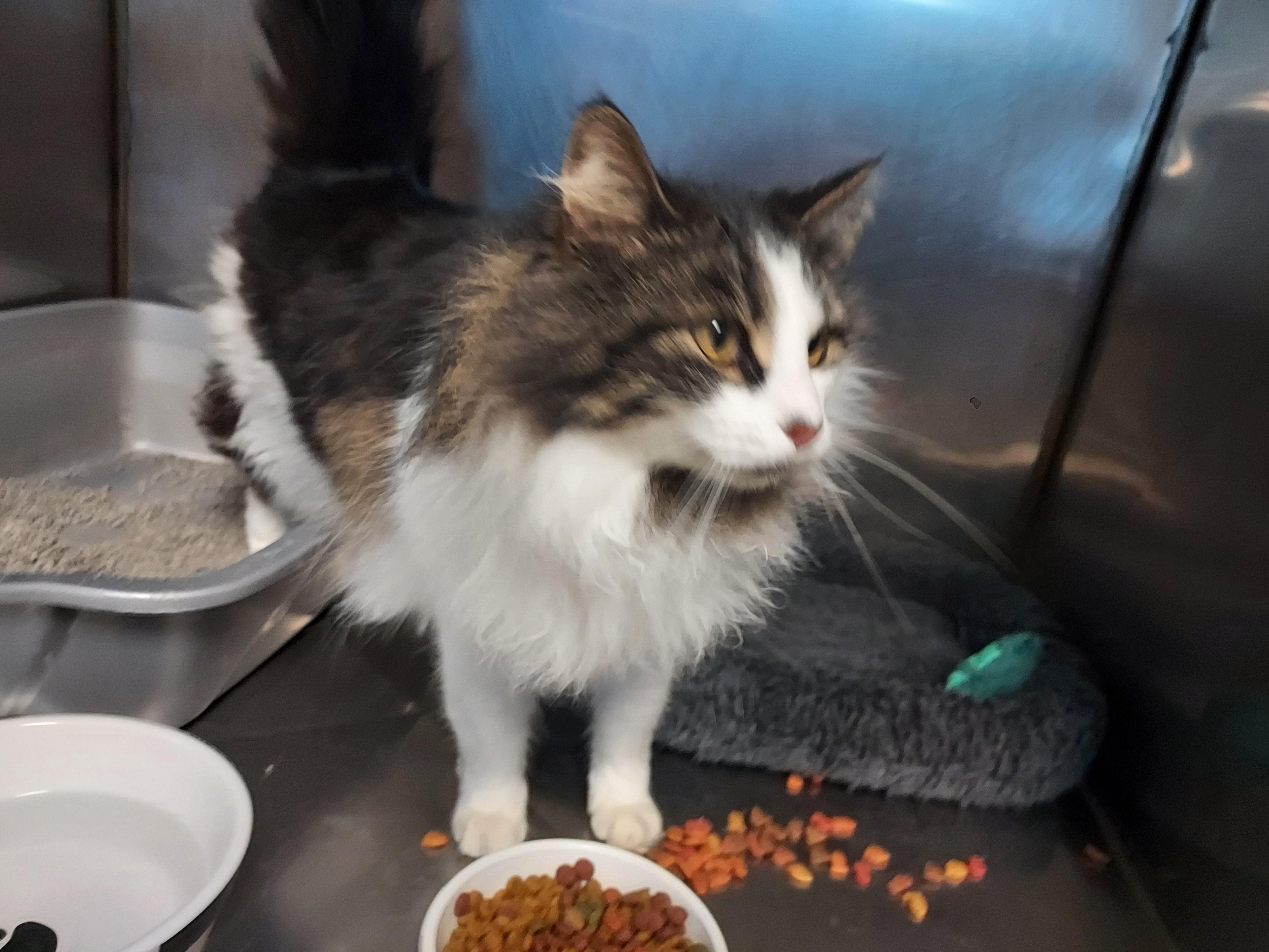 Enlarge MeMe at Luna Cat Cafe, an adopted Domestic Long Hair in Ellicott City, MD image 1/3