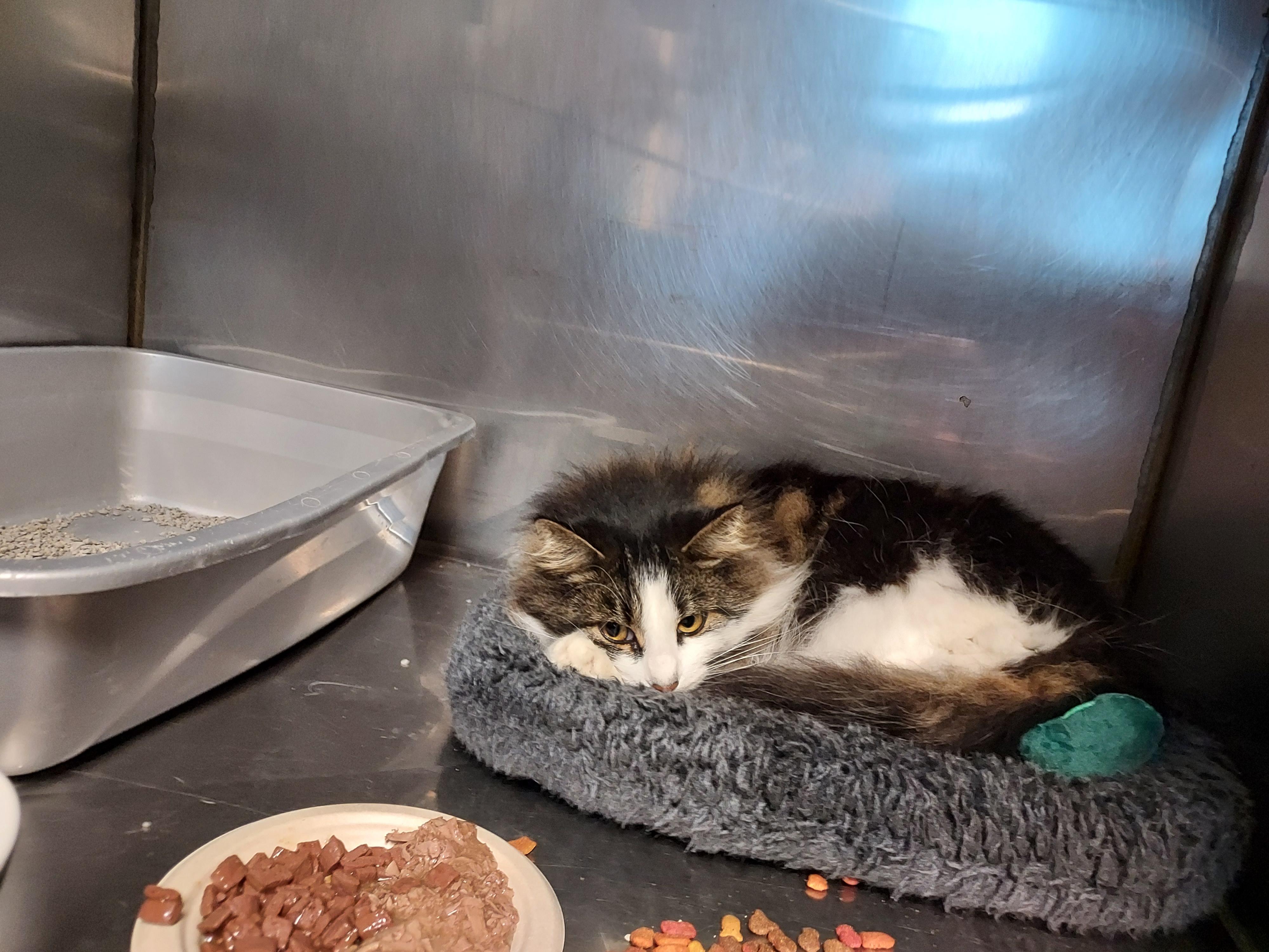 Enlarge MeMe at Luna Cat Cafe, an adopted Domestic Long Hair in Ellicott City, MD image 3/3