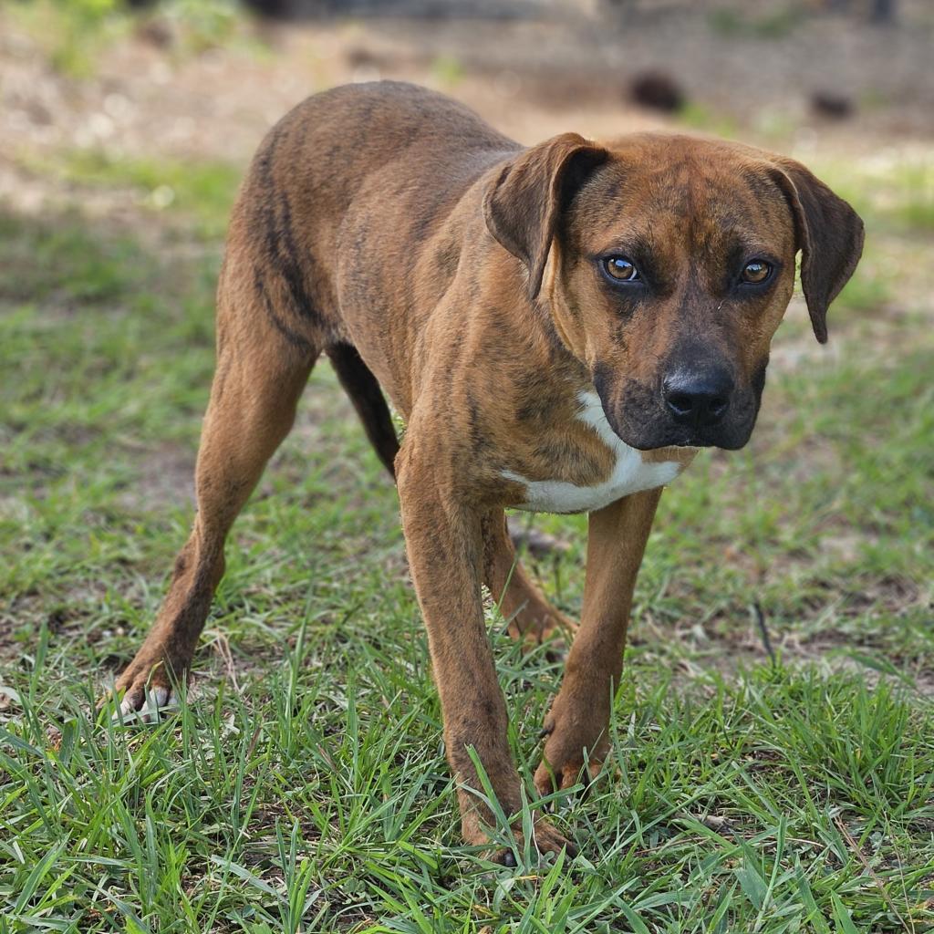 Mitzie, a Adoptable mixed breed in Fargo, ND image 2/6