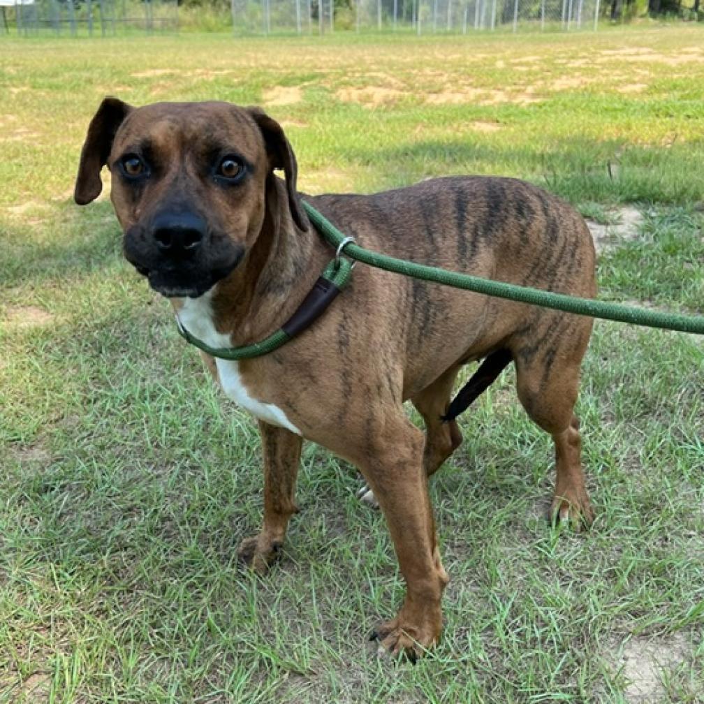 Mitzie, a Adoptable mixed breed in Fargo, ND image 6/6