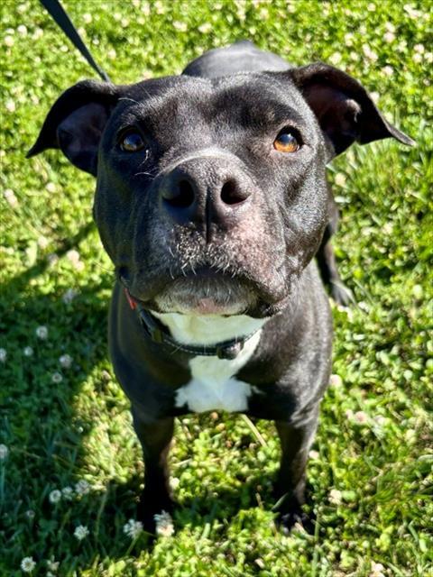 ANASTASIA, Adoptable, Young Female American Staffordshire Terrier & Mixed Breed.