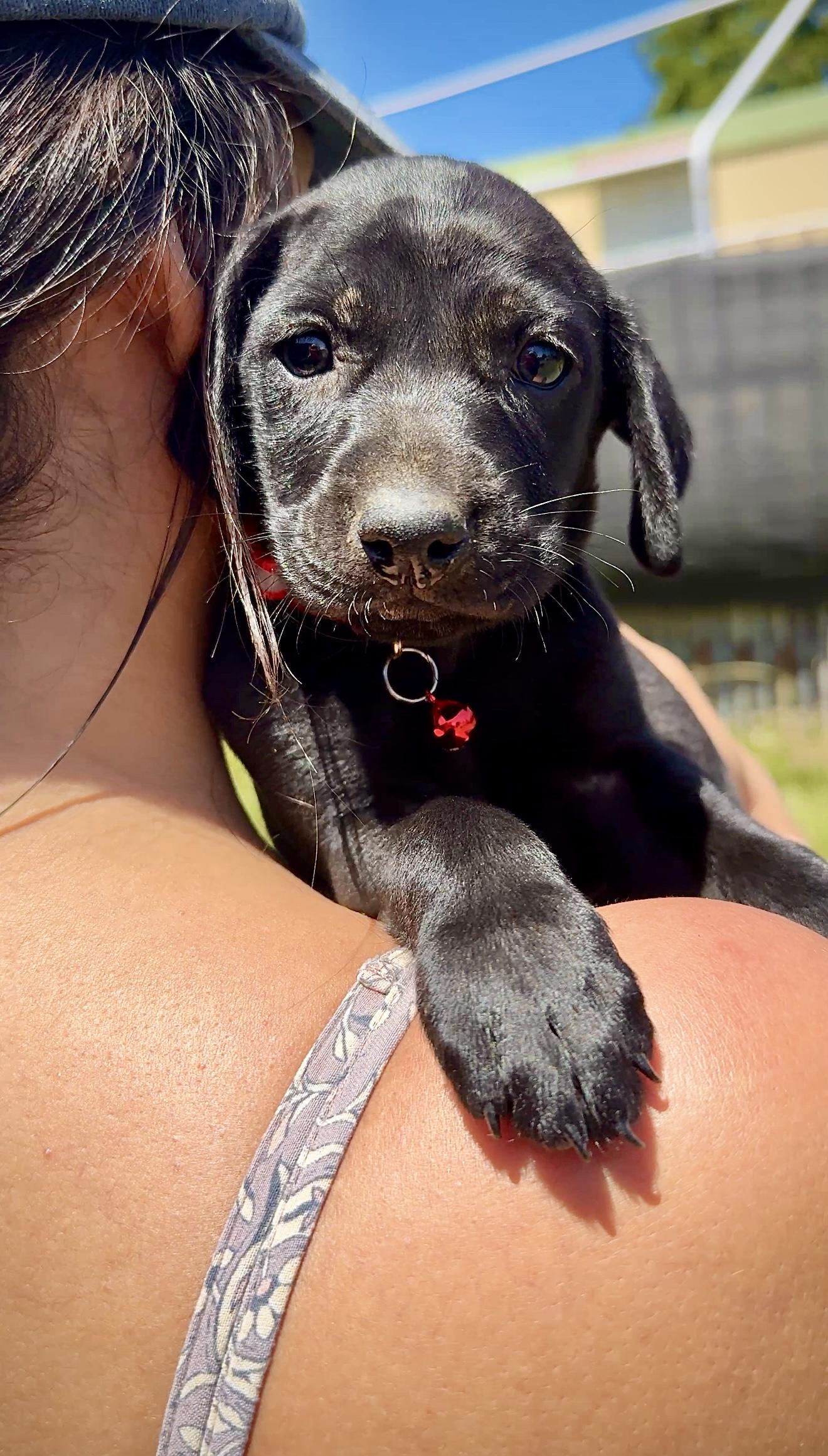 Enlarge Riley Red - Floppy Ears, loving, boy puppy - *LOW ADOPTION FEE*, an adopted mixed breed in Boston, MA image 3/6