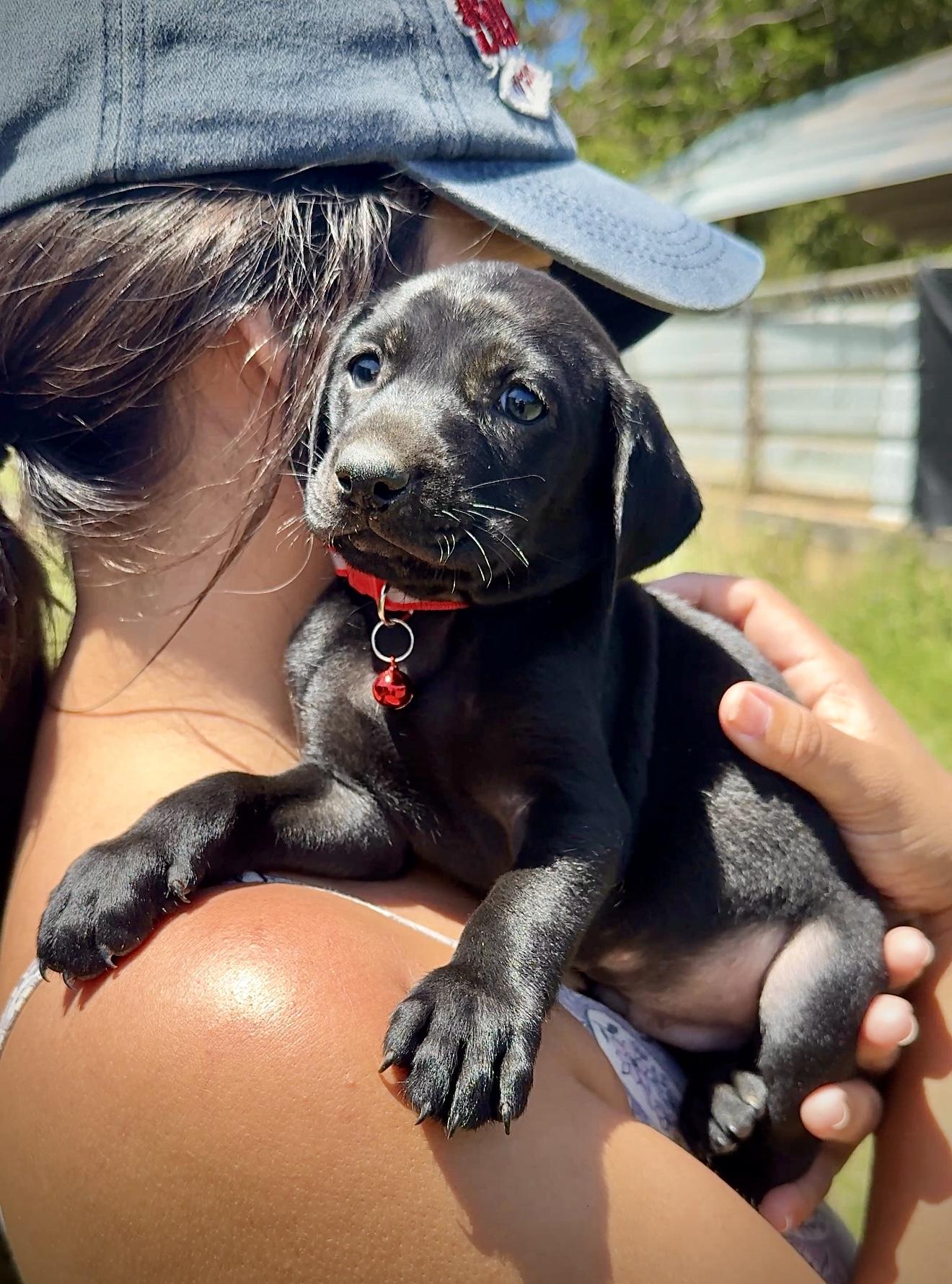 Enlarge Riley Red - Floppy Ears, loving, boy puppy - *LOW ADOPTION FEE*, an adopted mixed breed in Boston, MA image 5/6