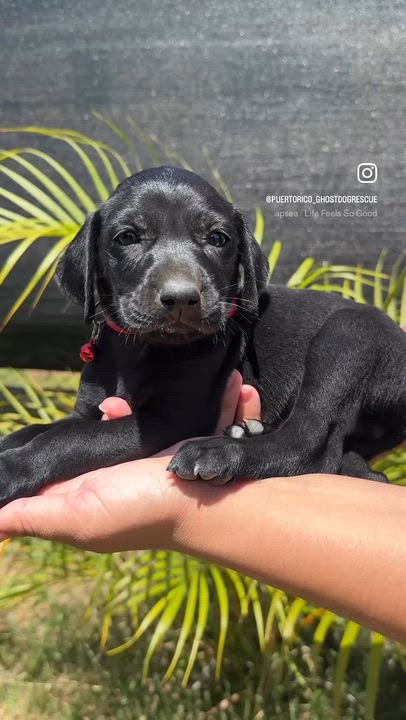 Enlarge Riley Red - Floppy Ears, loving, boy puppy - *LOW ADOPTION FEE*, an adopted mixed breed in Boston, MA video 2/6