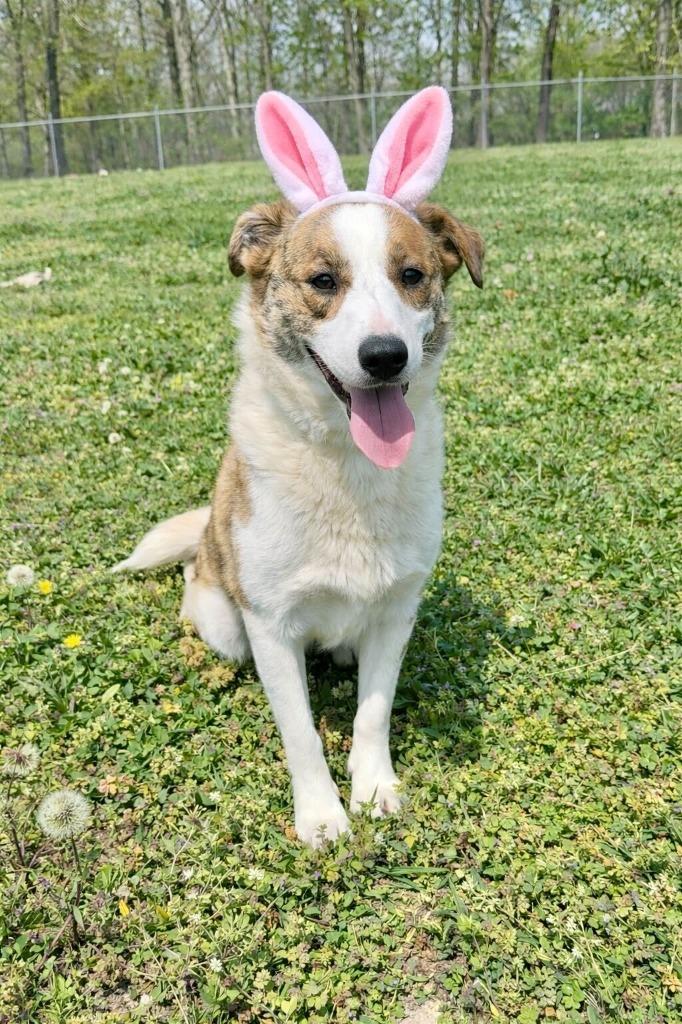 Enlarge Springtime Sally- Available, a Adoptable Australian Shepherd in Chickamauga , GA image 1/4
